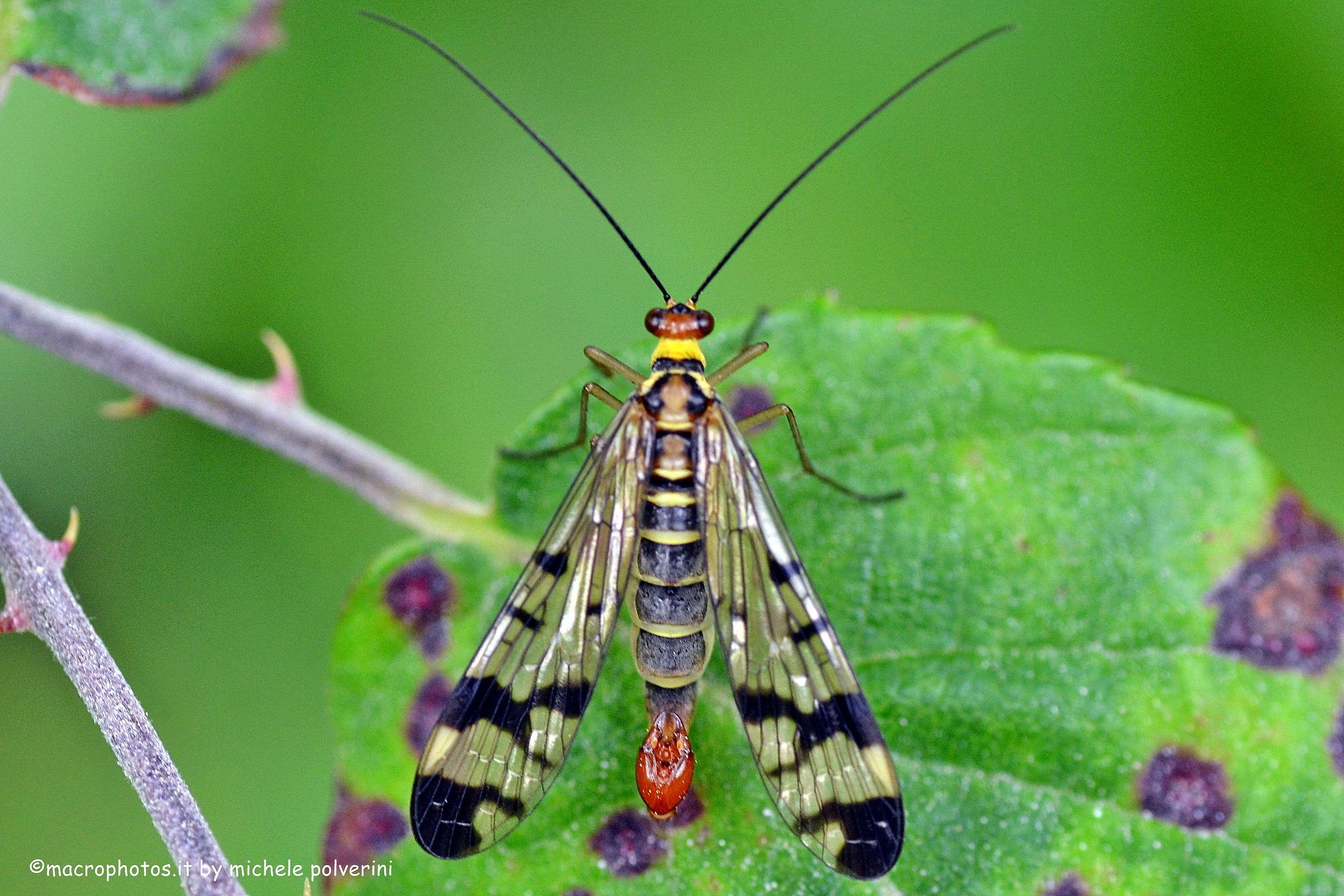 Scorpion fly - Panorpa communis Linnaeu
