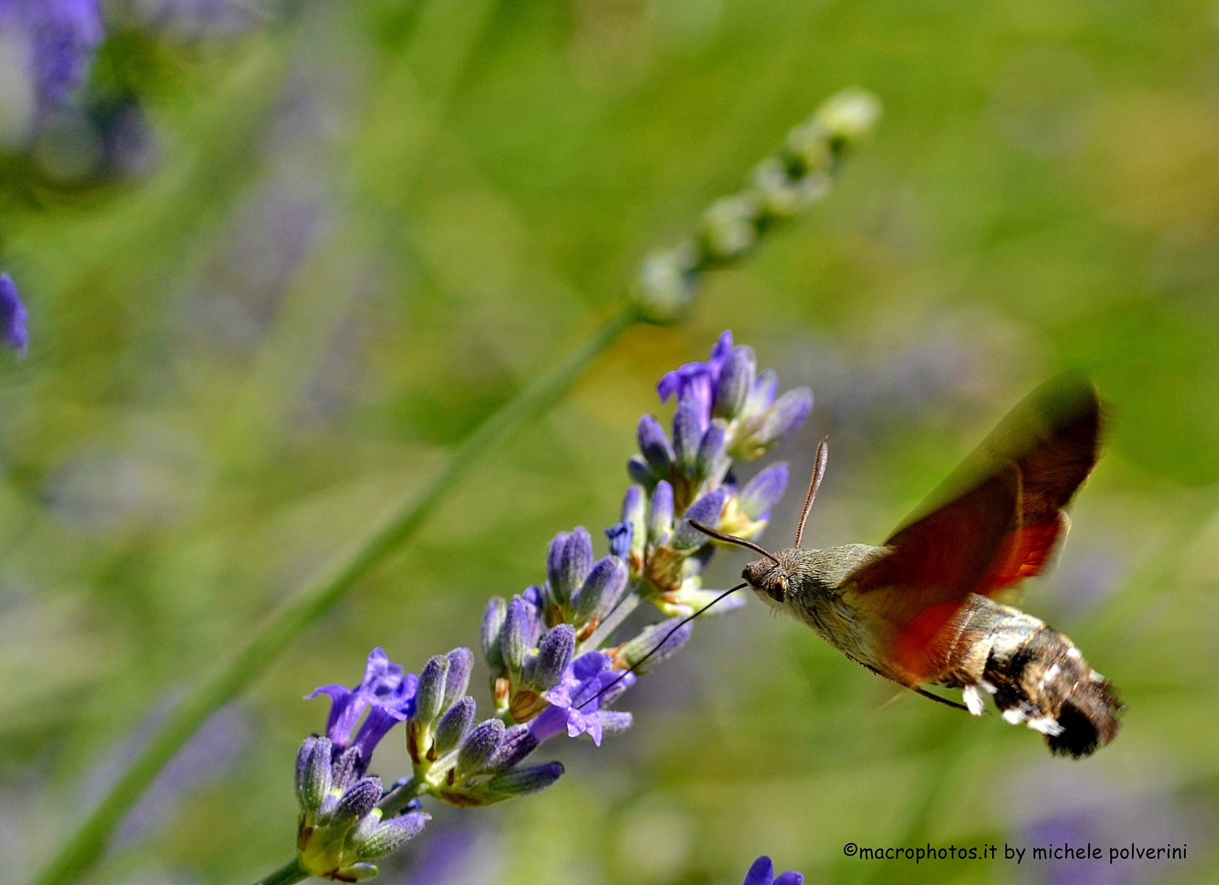 Hummingbird hawk-moth