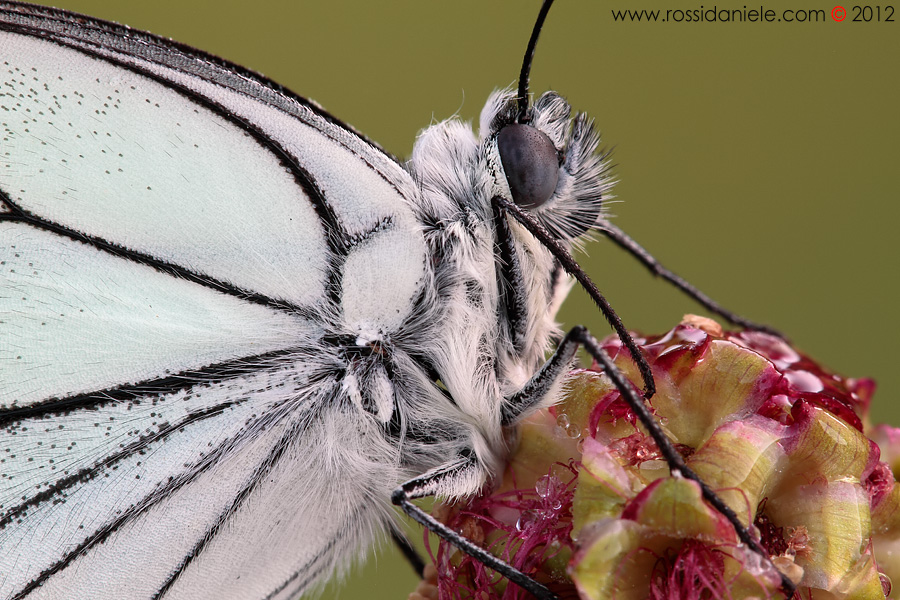 Al primo incontro...