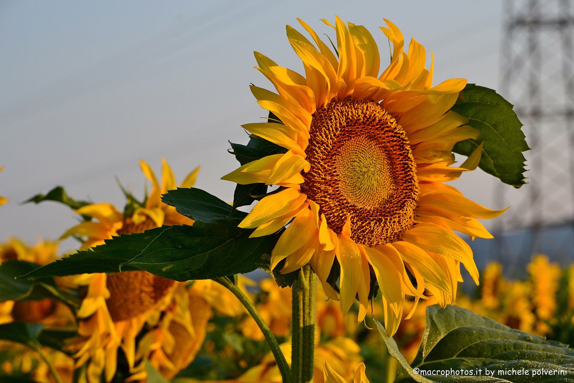 Sunflowers Salci awakening