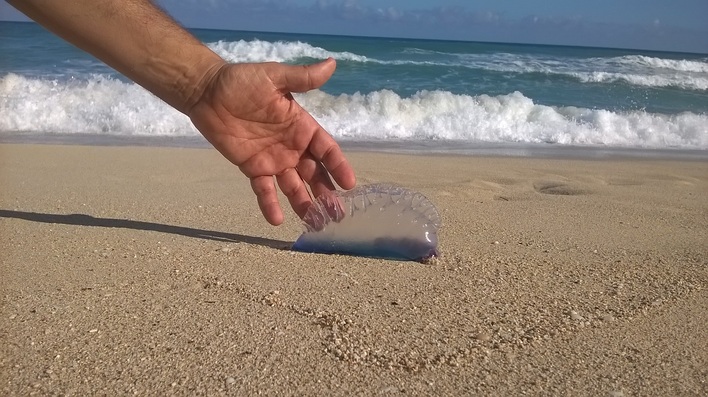 caravella portoghese