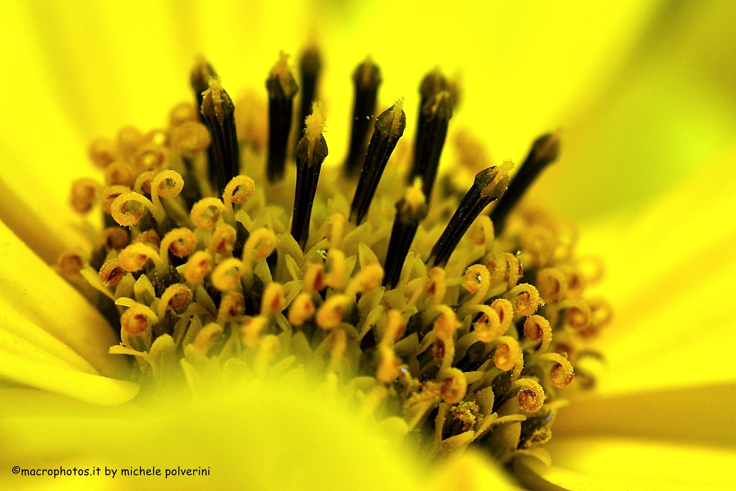 Helianthus giganteus