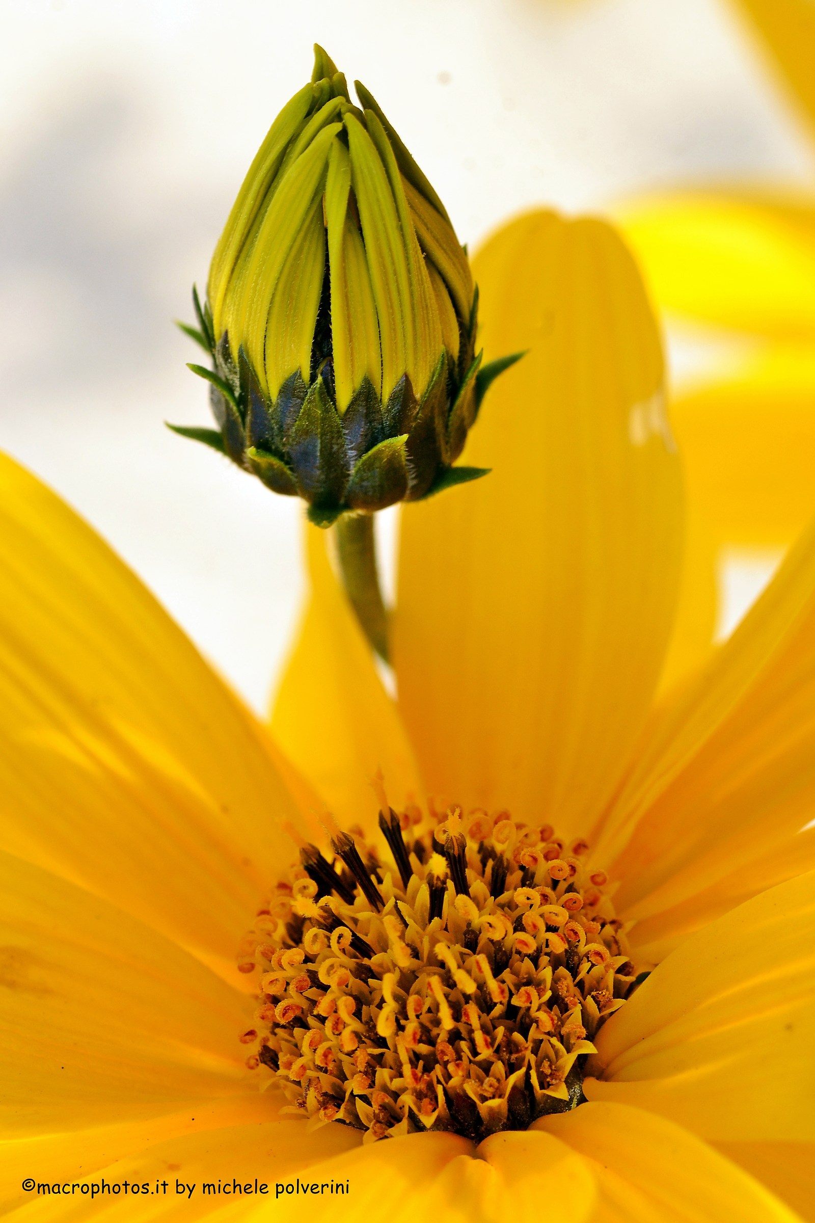 l 'intruder Helianthus petiolaris
