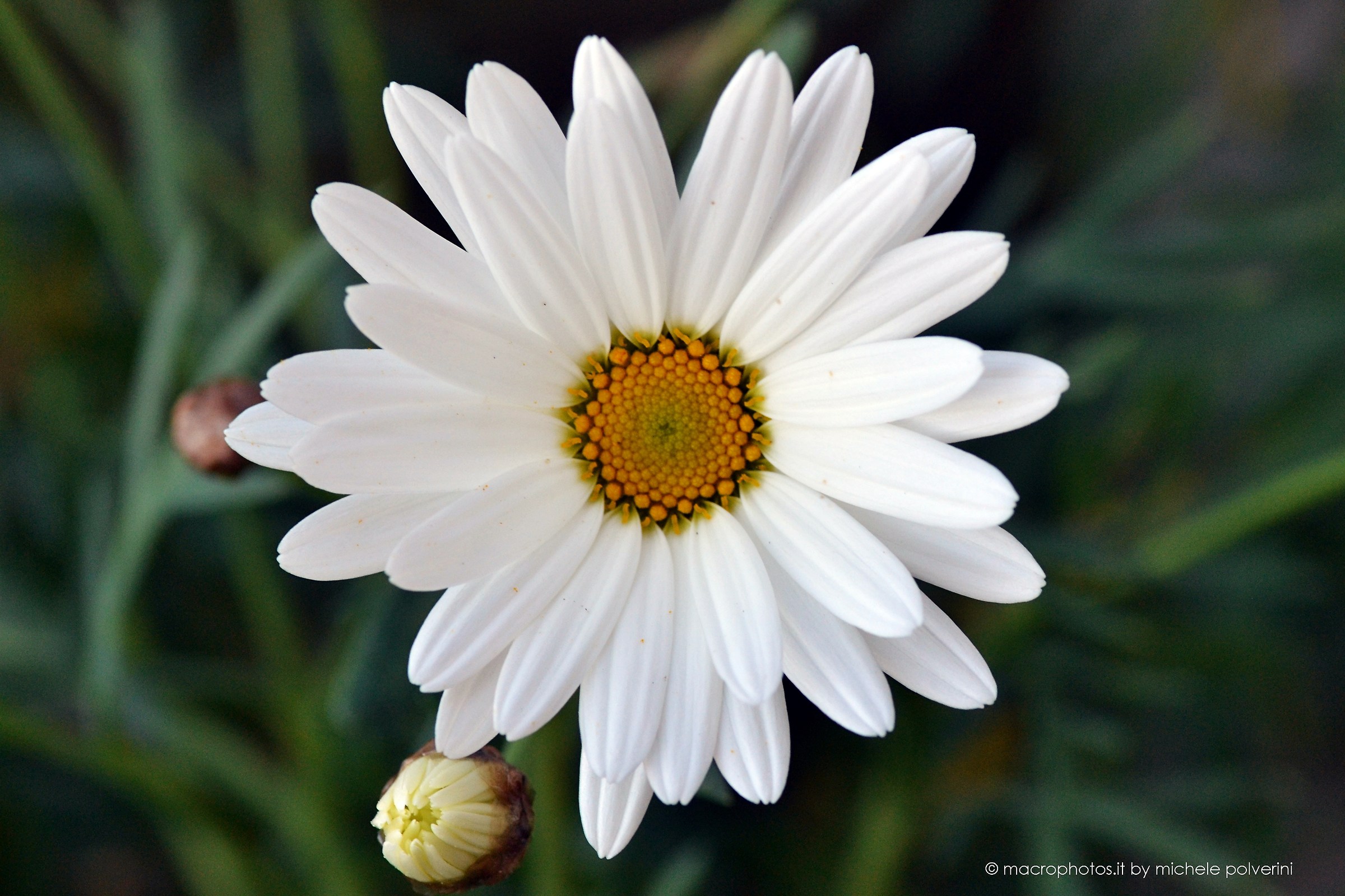 Leucanthemum vulgare