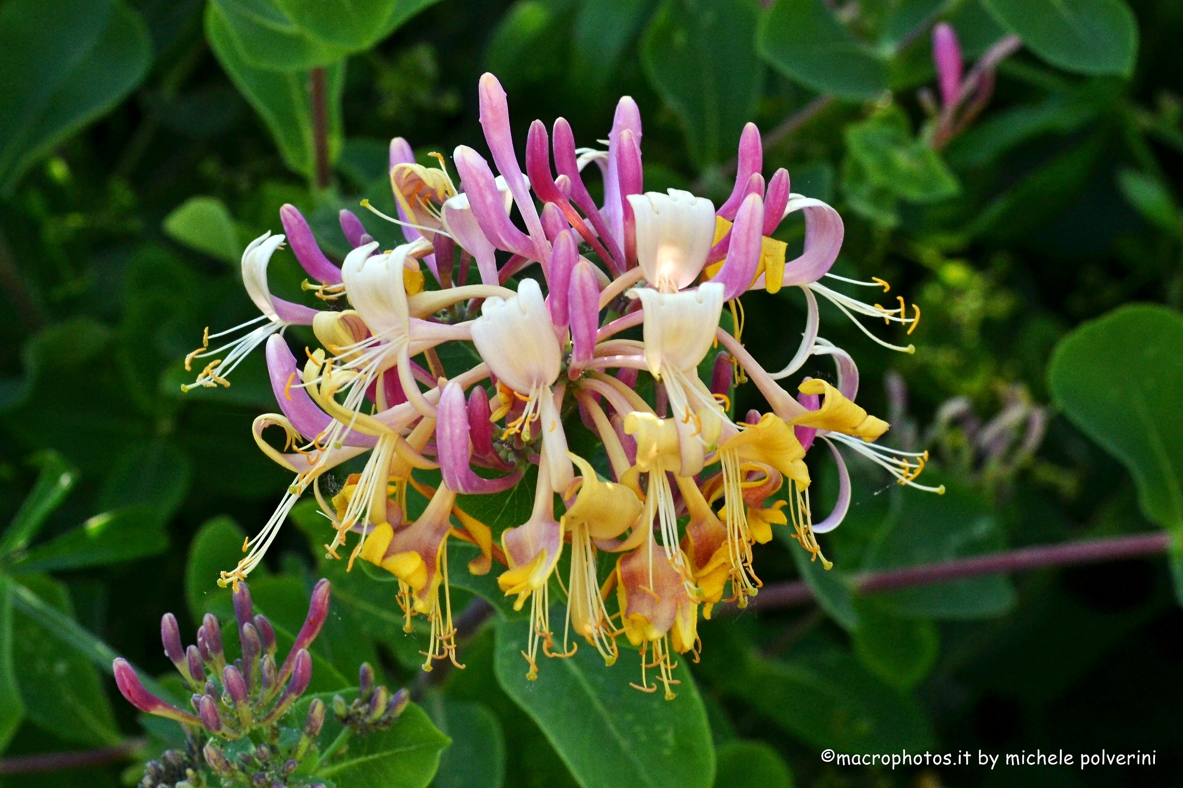 Lonicera Caprifolium