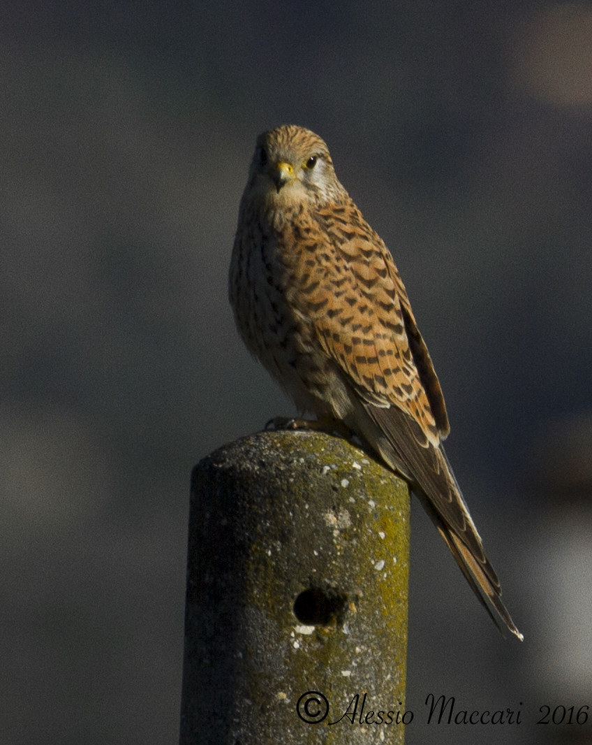 Kestrel