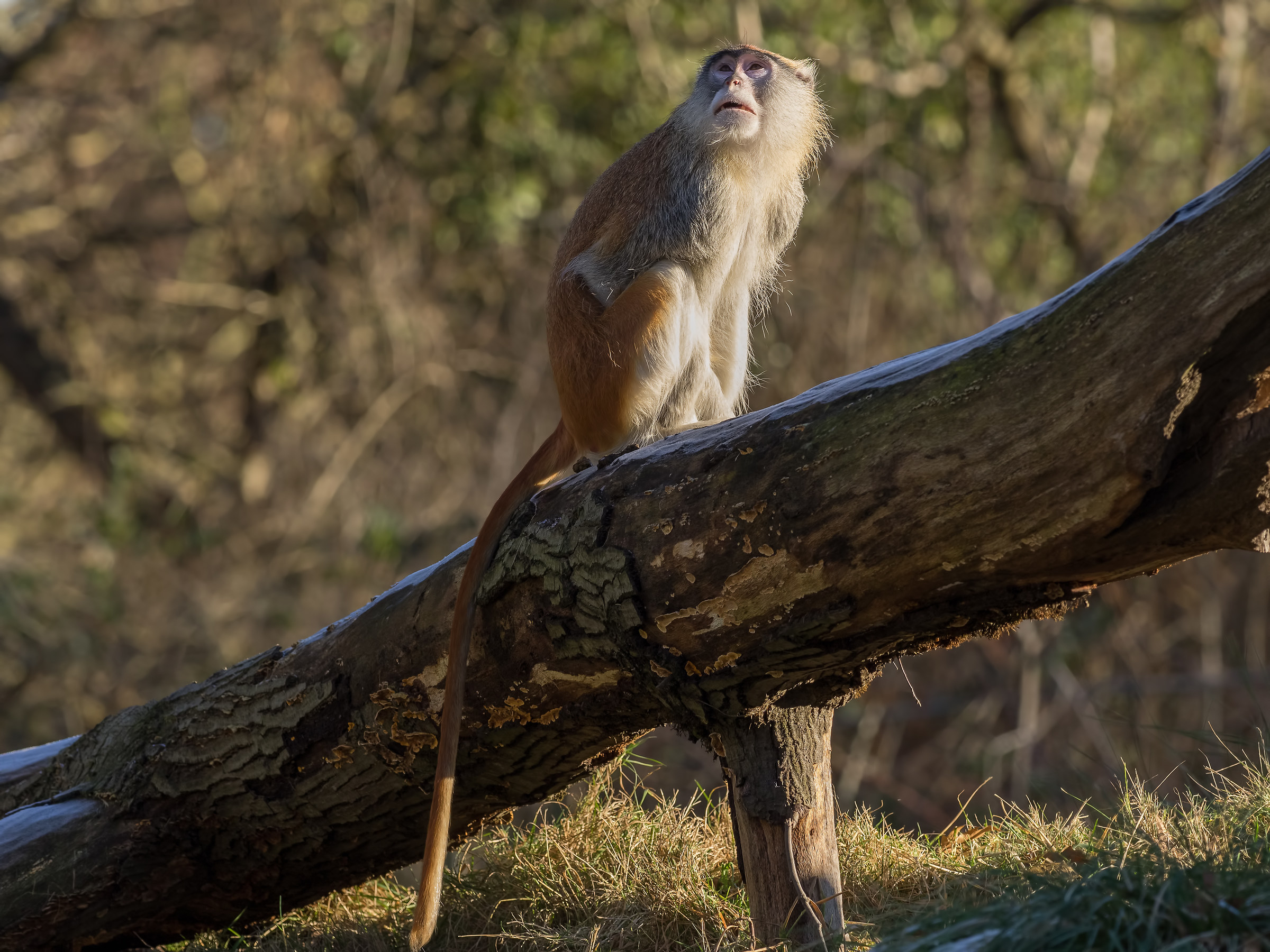 Olympus m300 f/4 raw test (da file preso in rete)#2