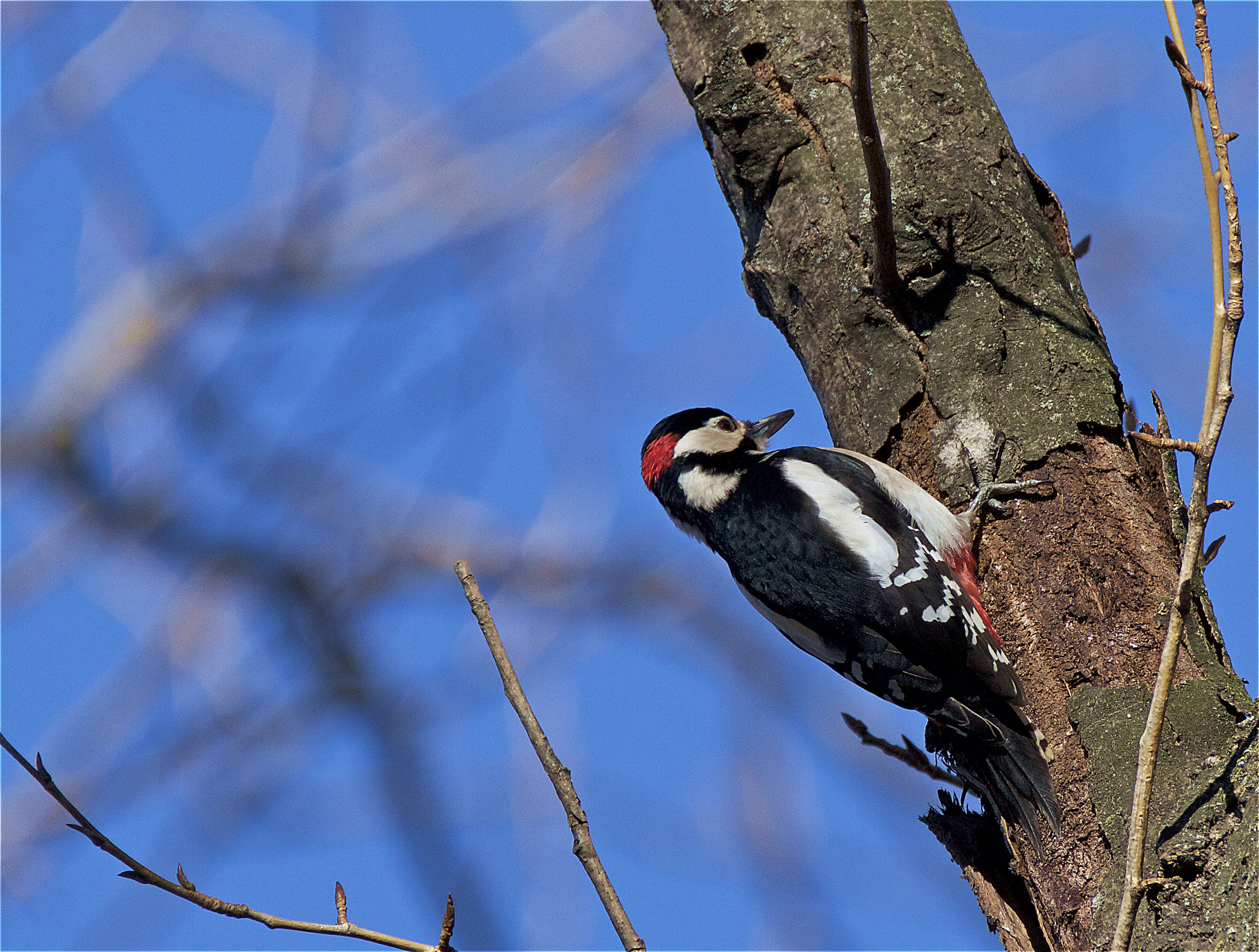 Ora gli do una botta!