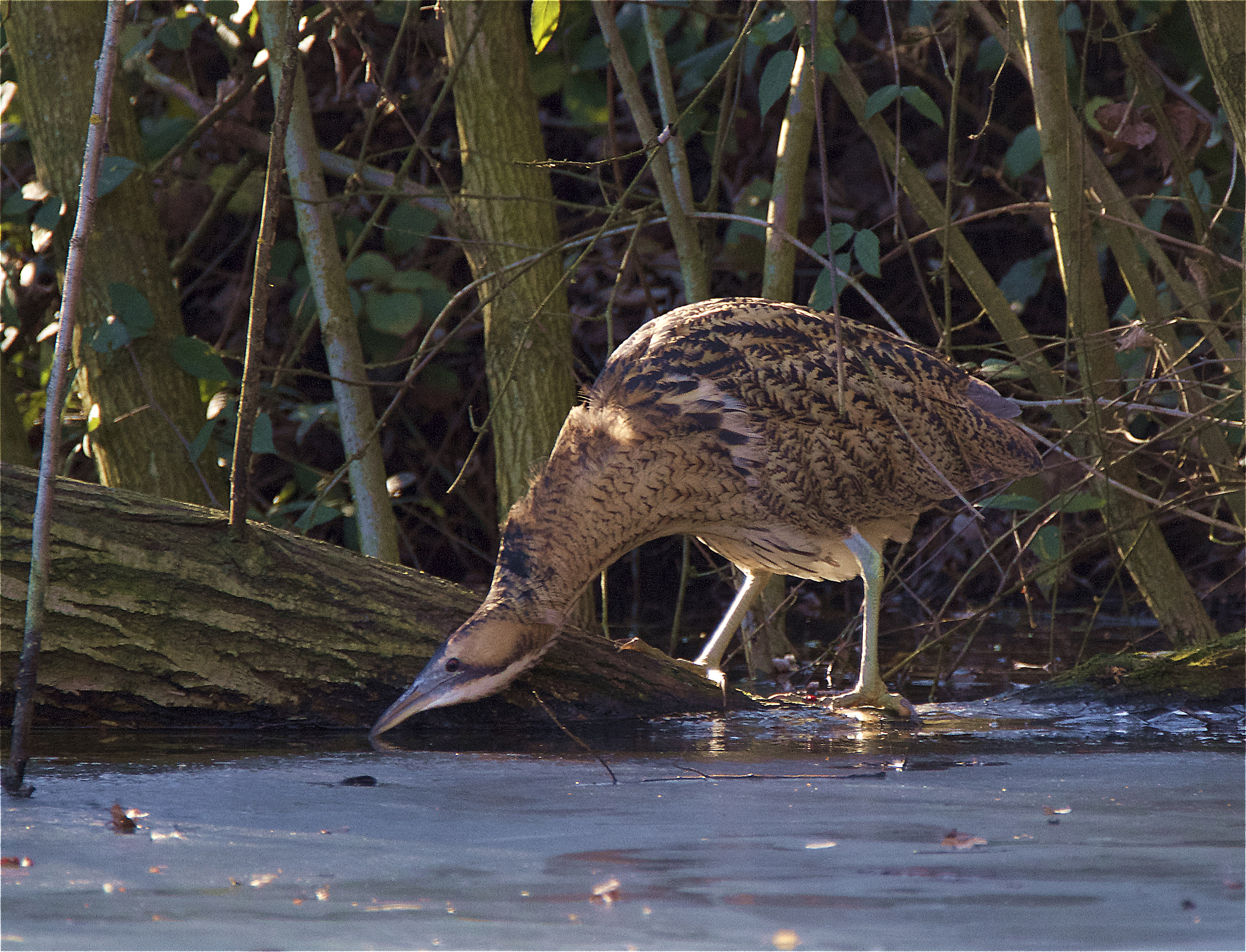 Ma qua' e' tutto gelato !