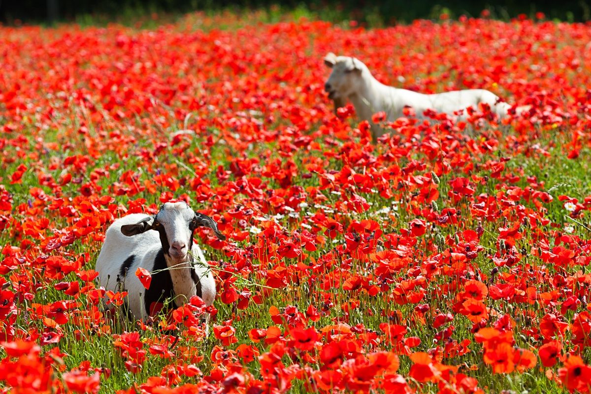 Papaveri e capre