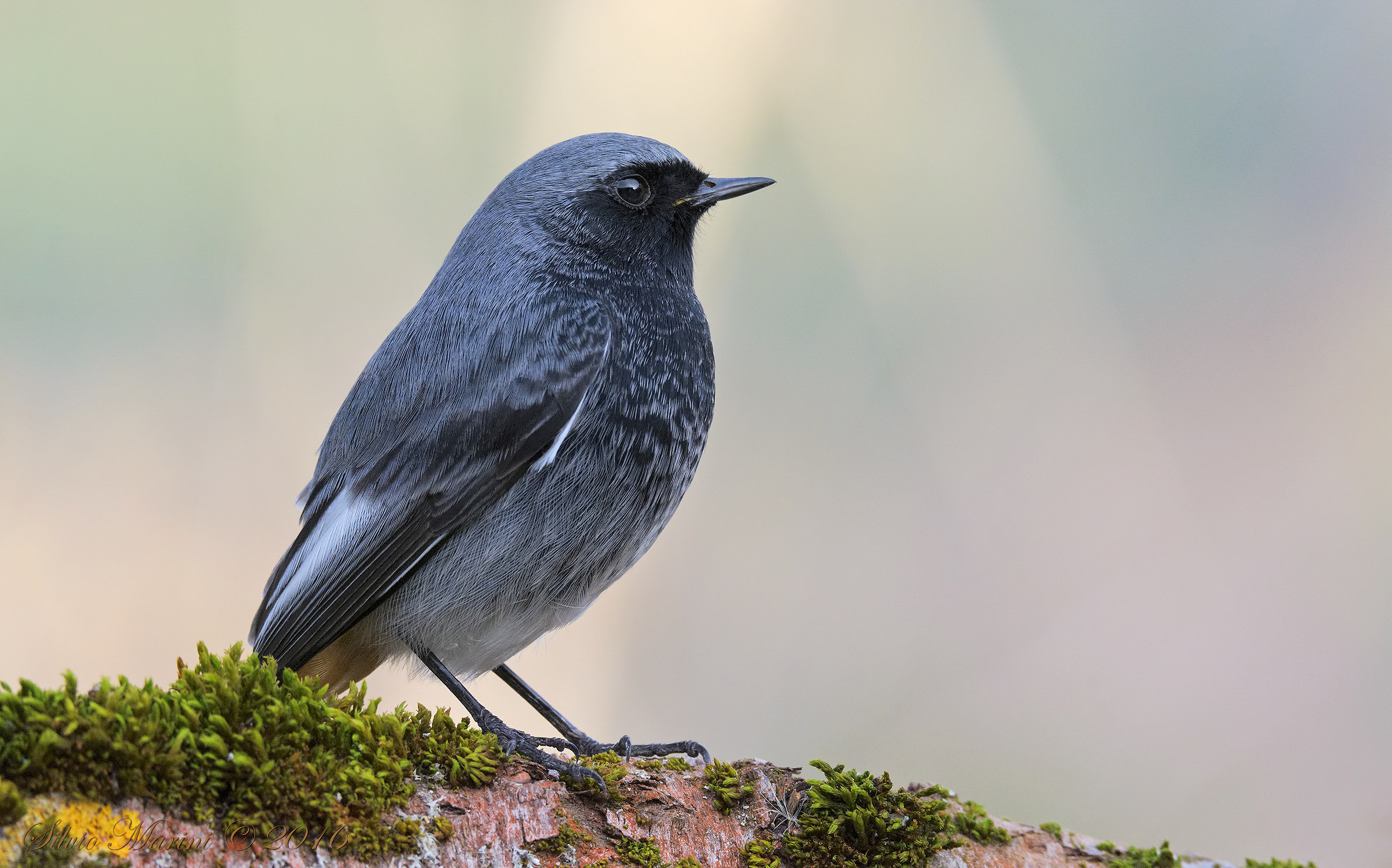 Black redstart