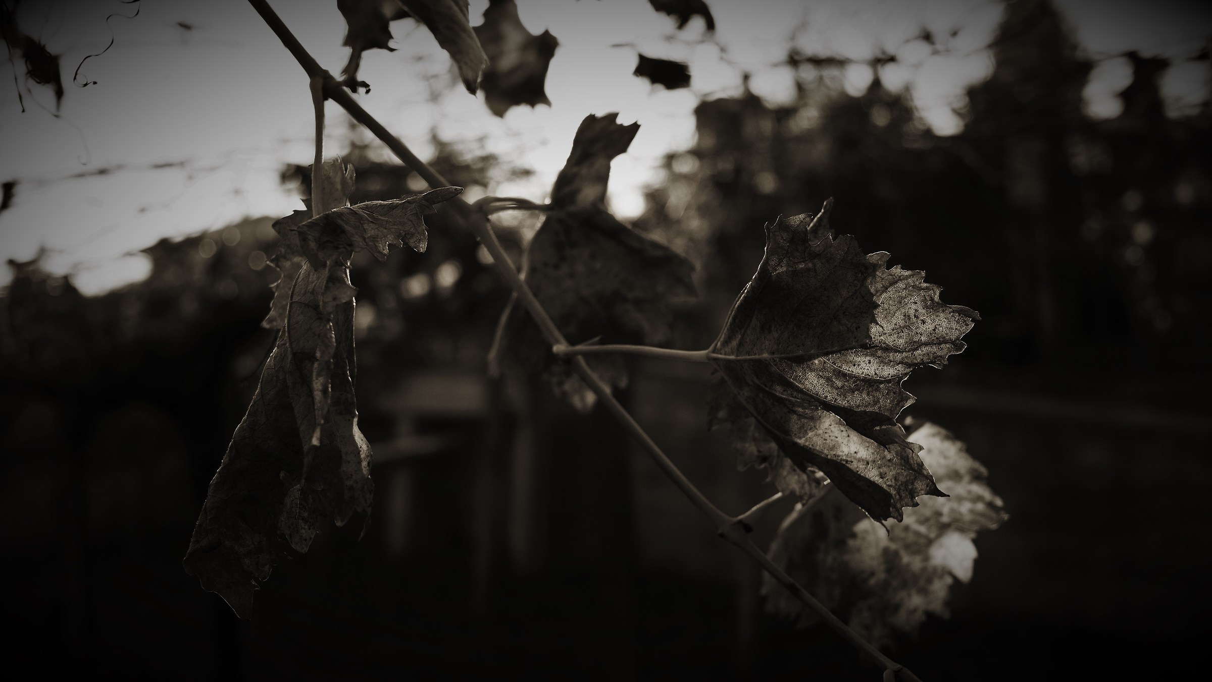 Dietro c'è sempre la luce 1