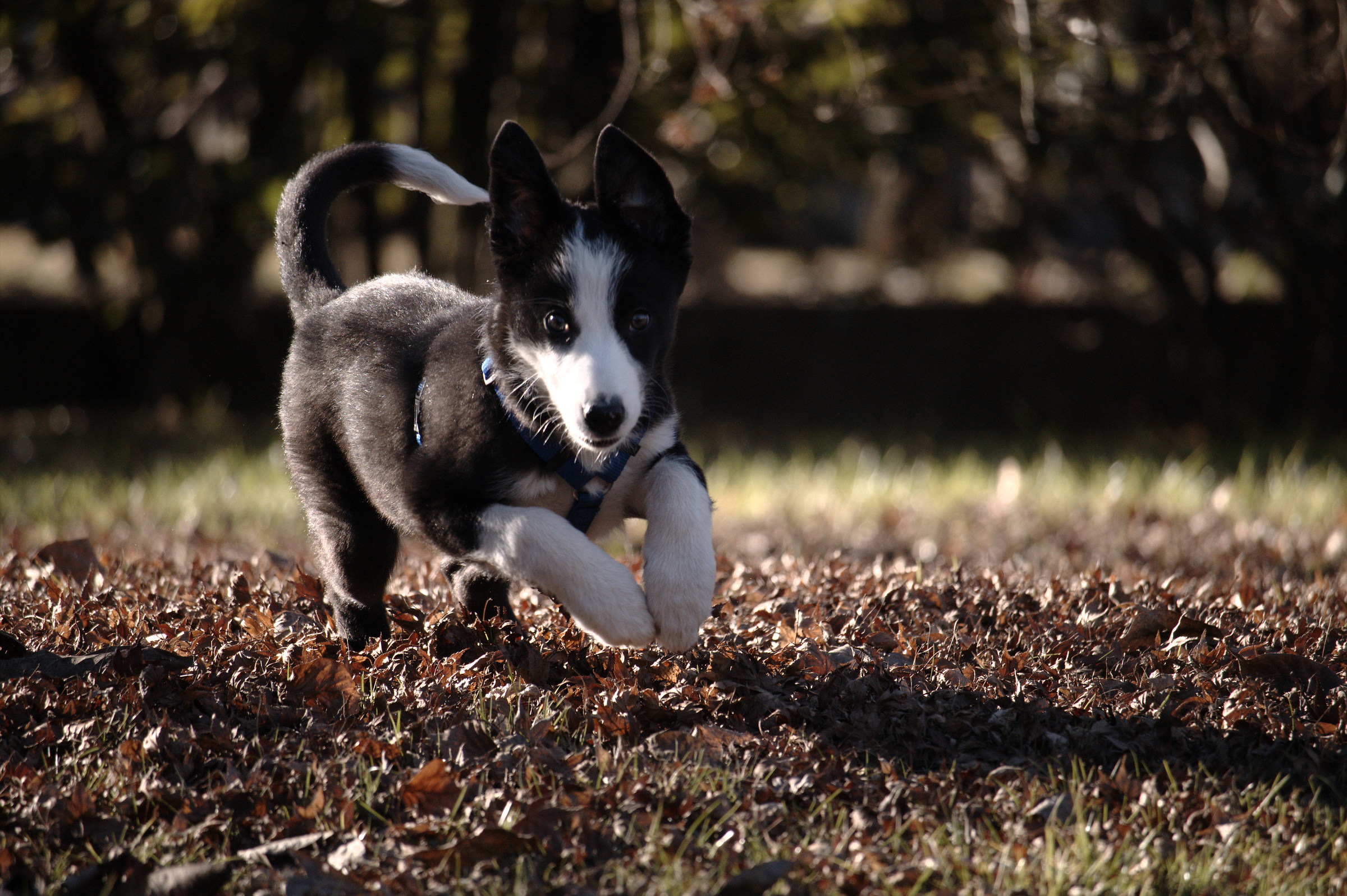Bree gioca in giardino