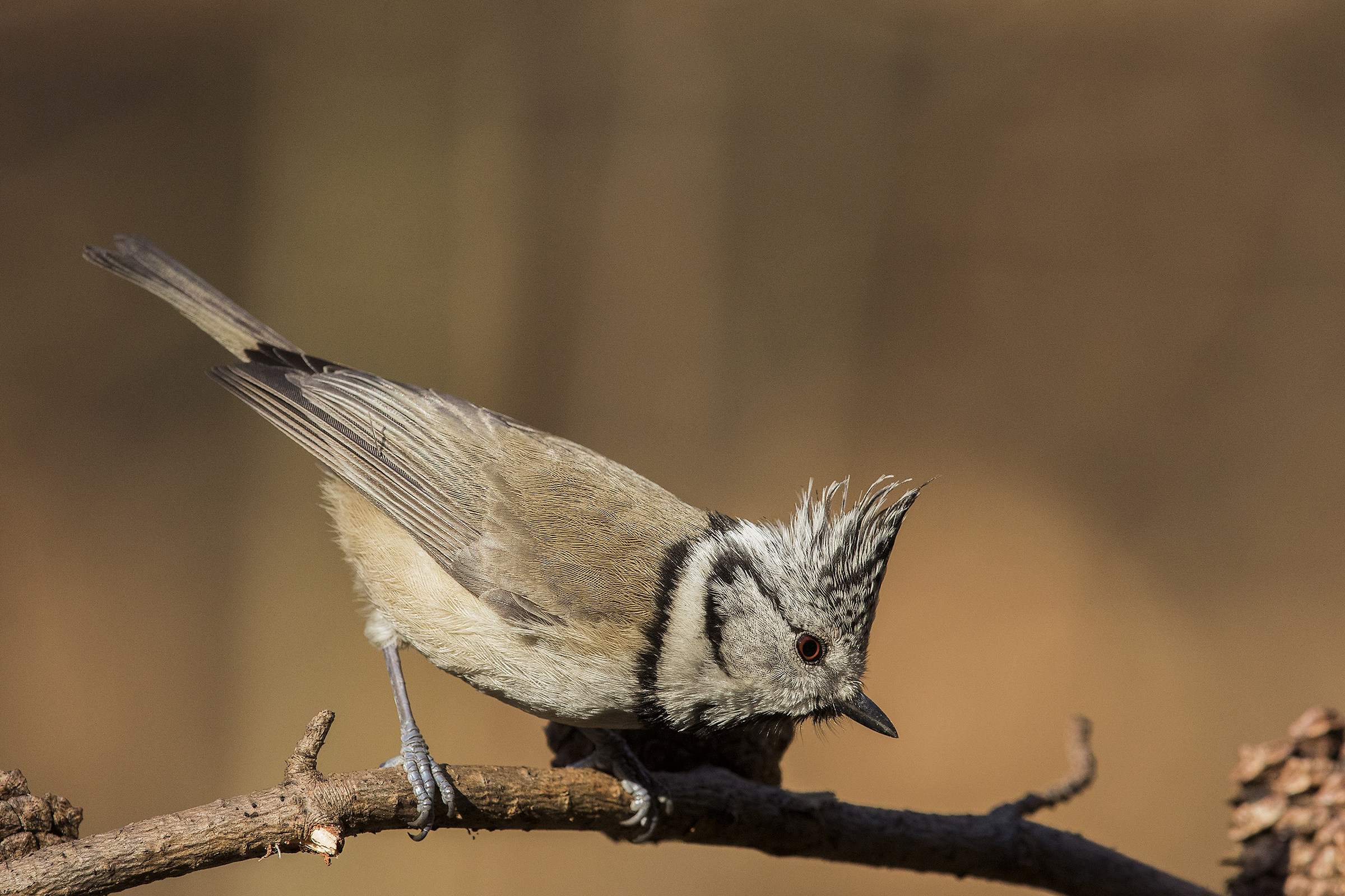 crested tit