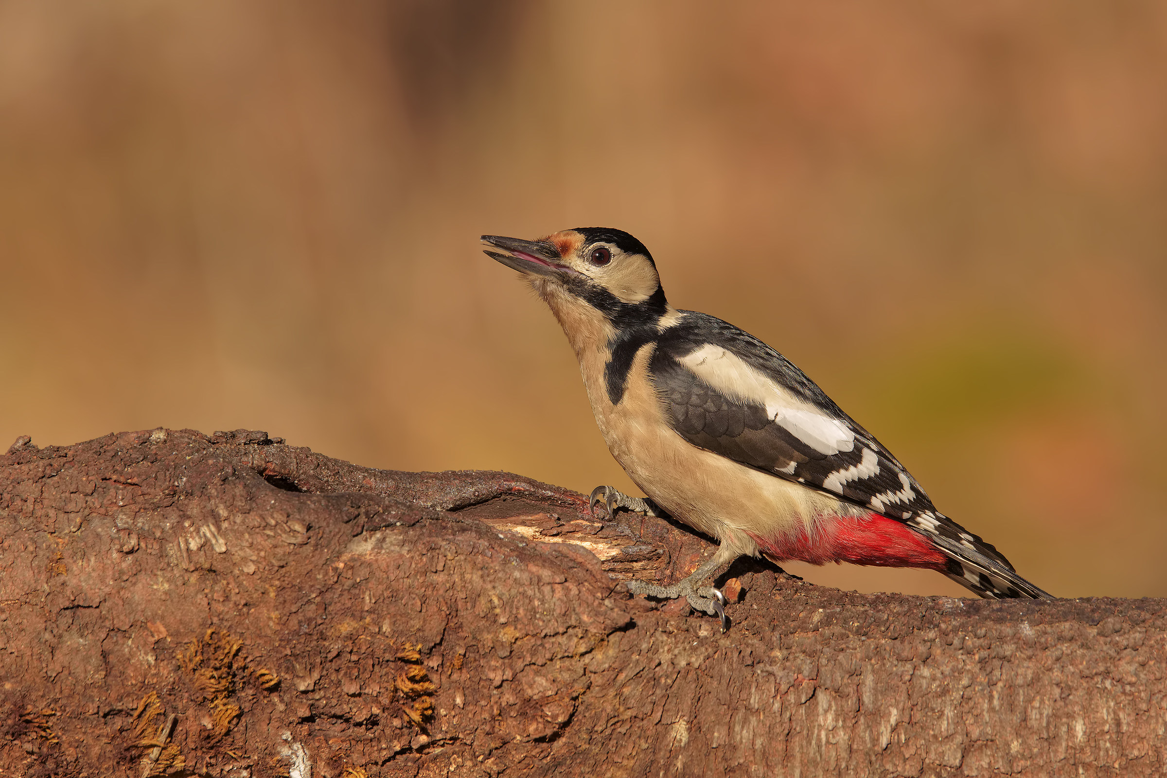 Picchio rosso, sempre lui...
