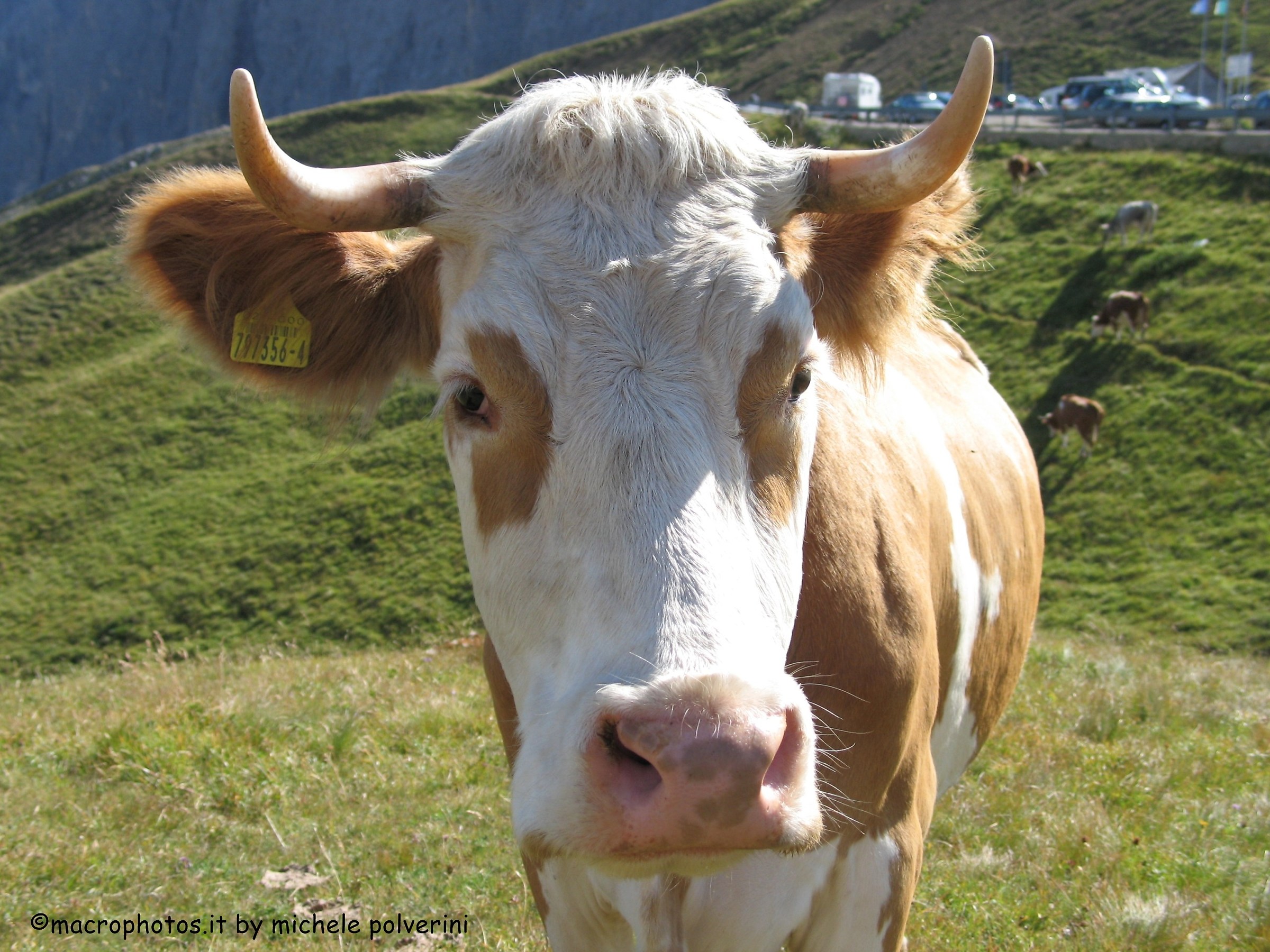 Cow Passo Sella