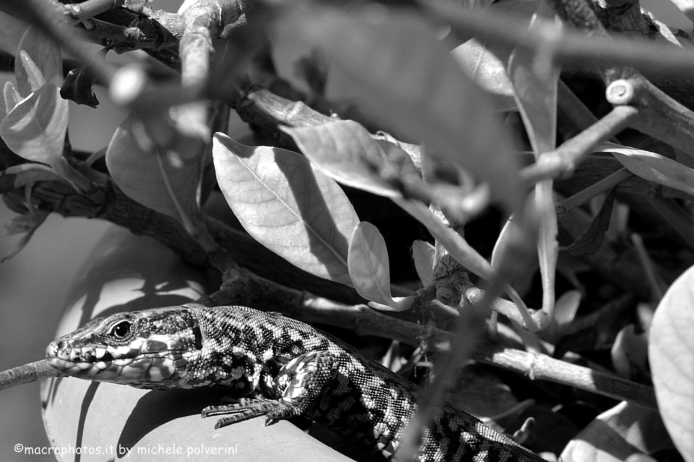 Podarcis muralis in b.nero