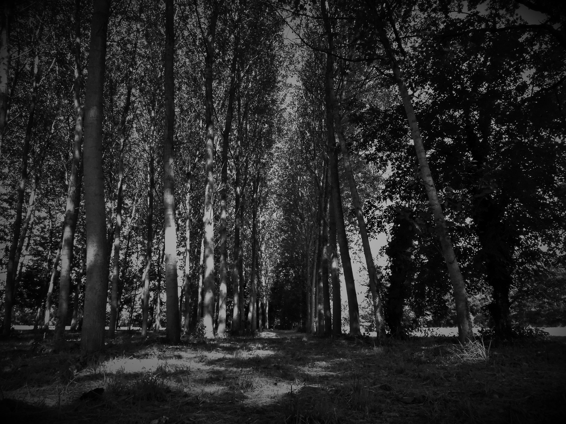 Poplars in perspective