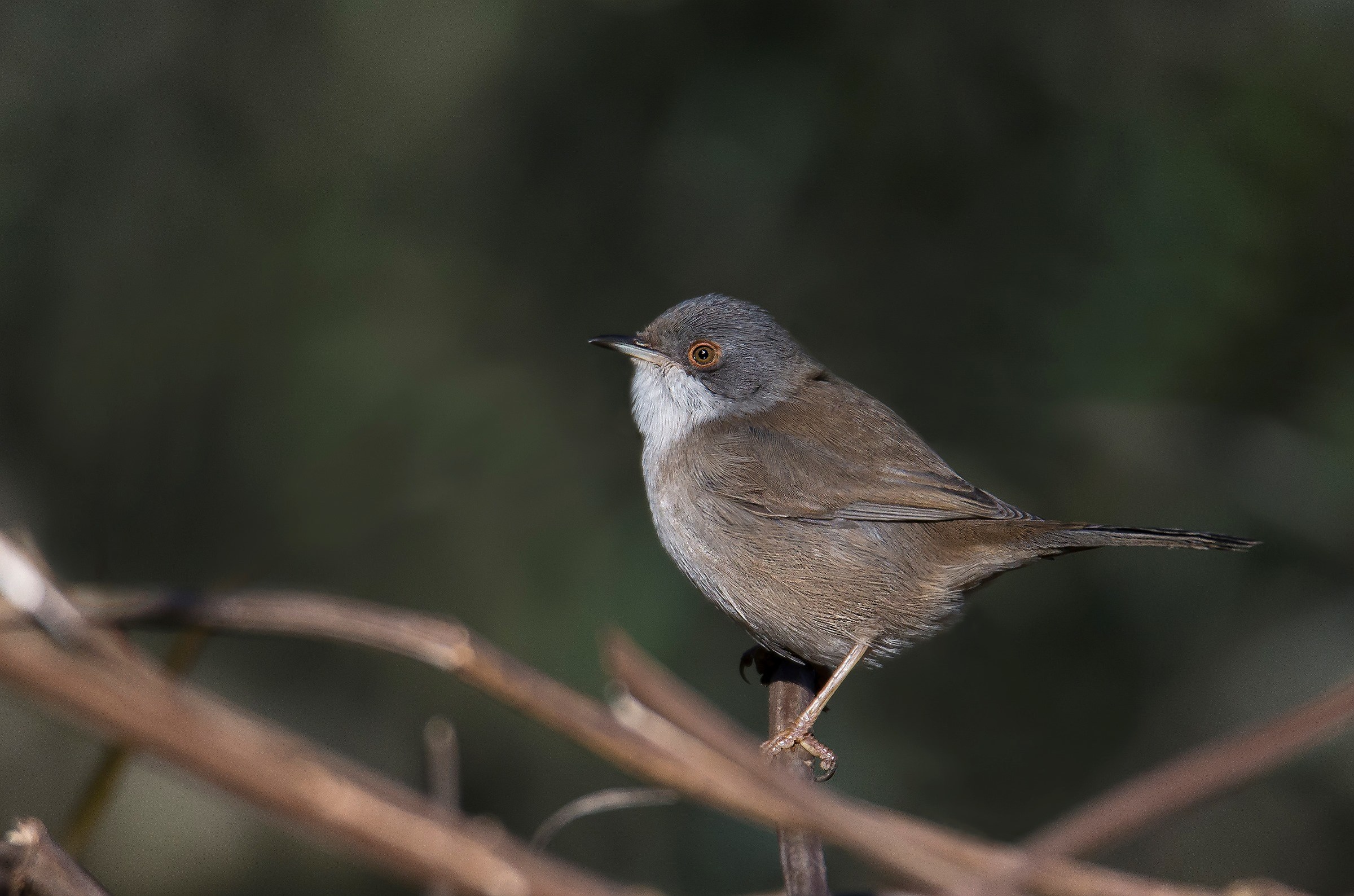Finally the Warbler (female)