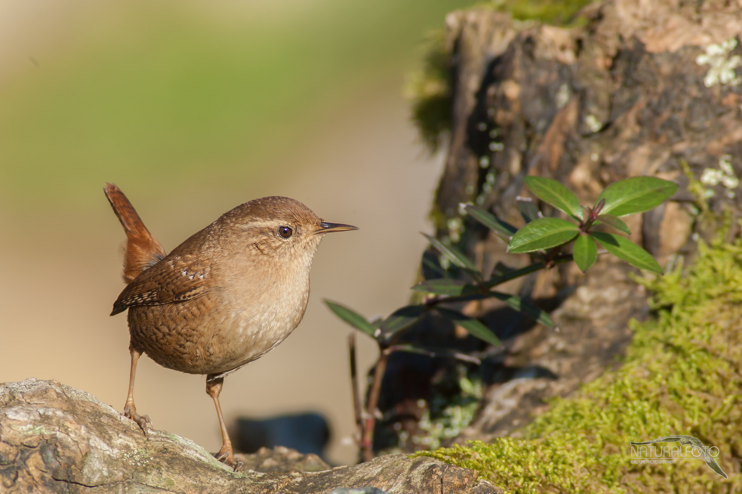 Wren, HD
