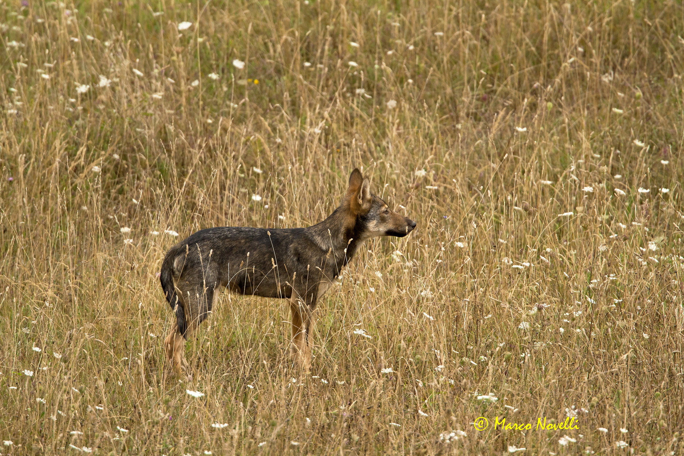 Lupo appenninico. Cucciolo di sei mesi.