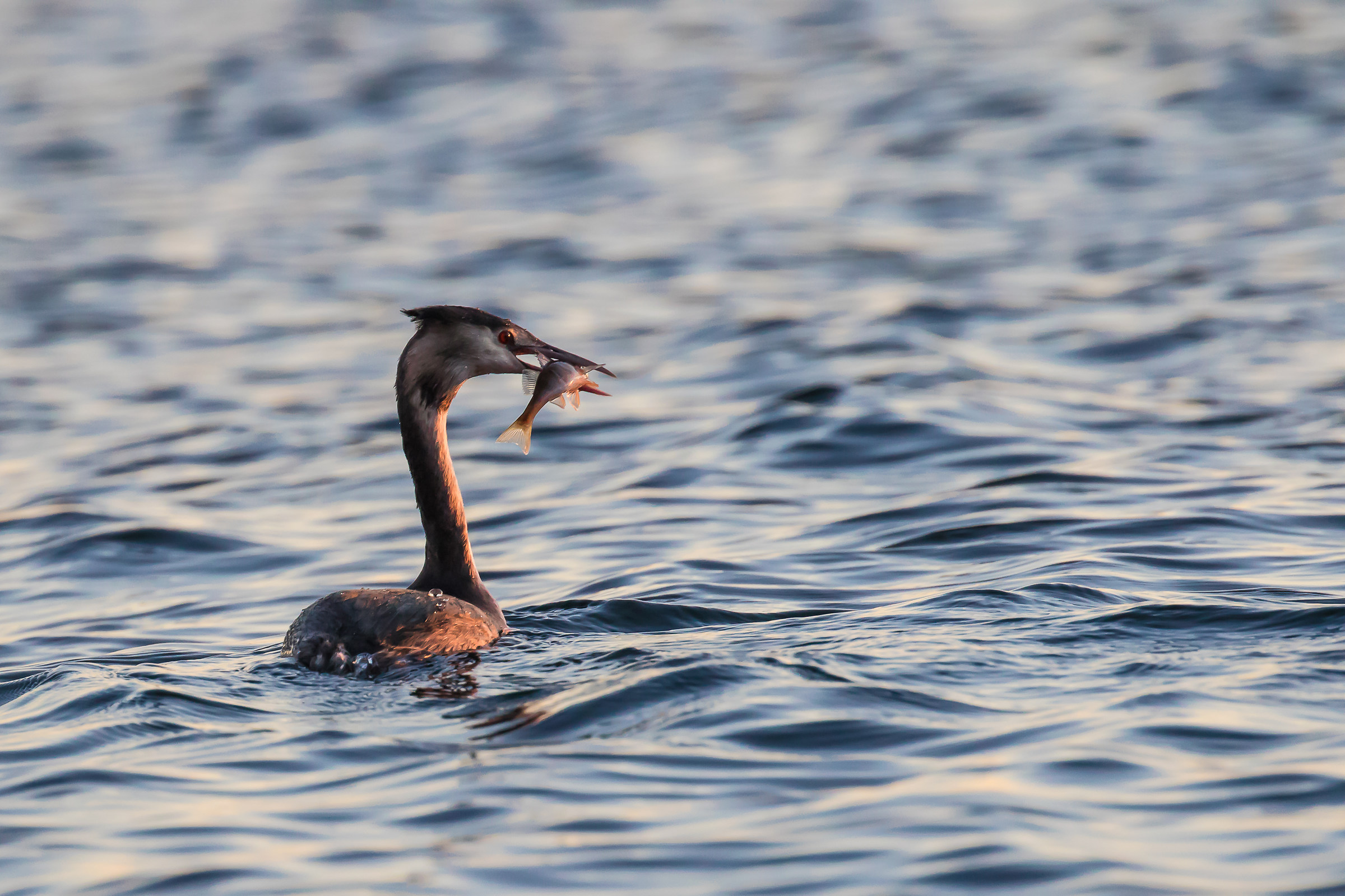 Dinner of grebe