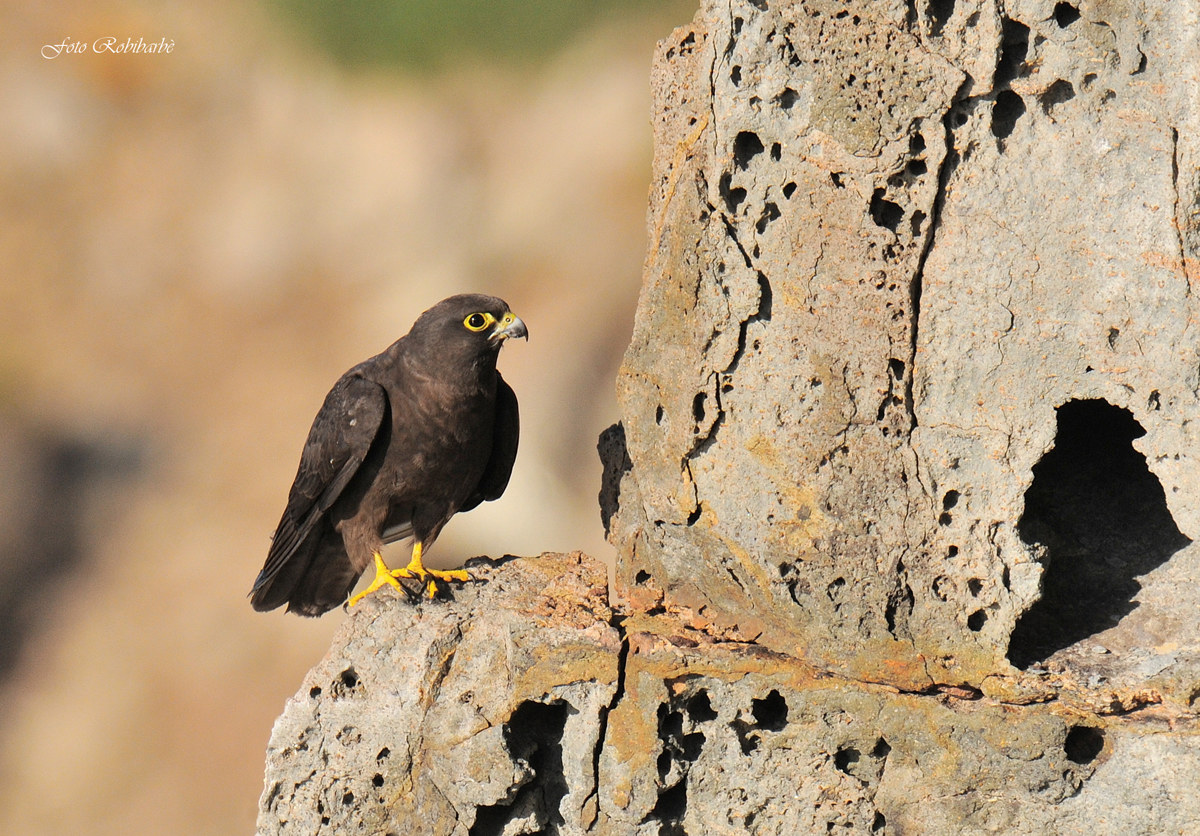 Maschio in fase scura...