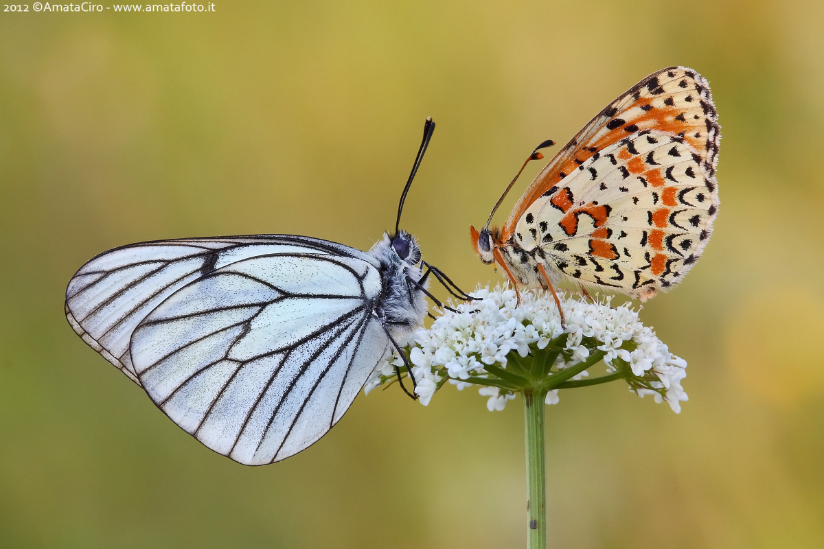 What are you doing at sunset?