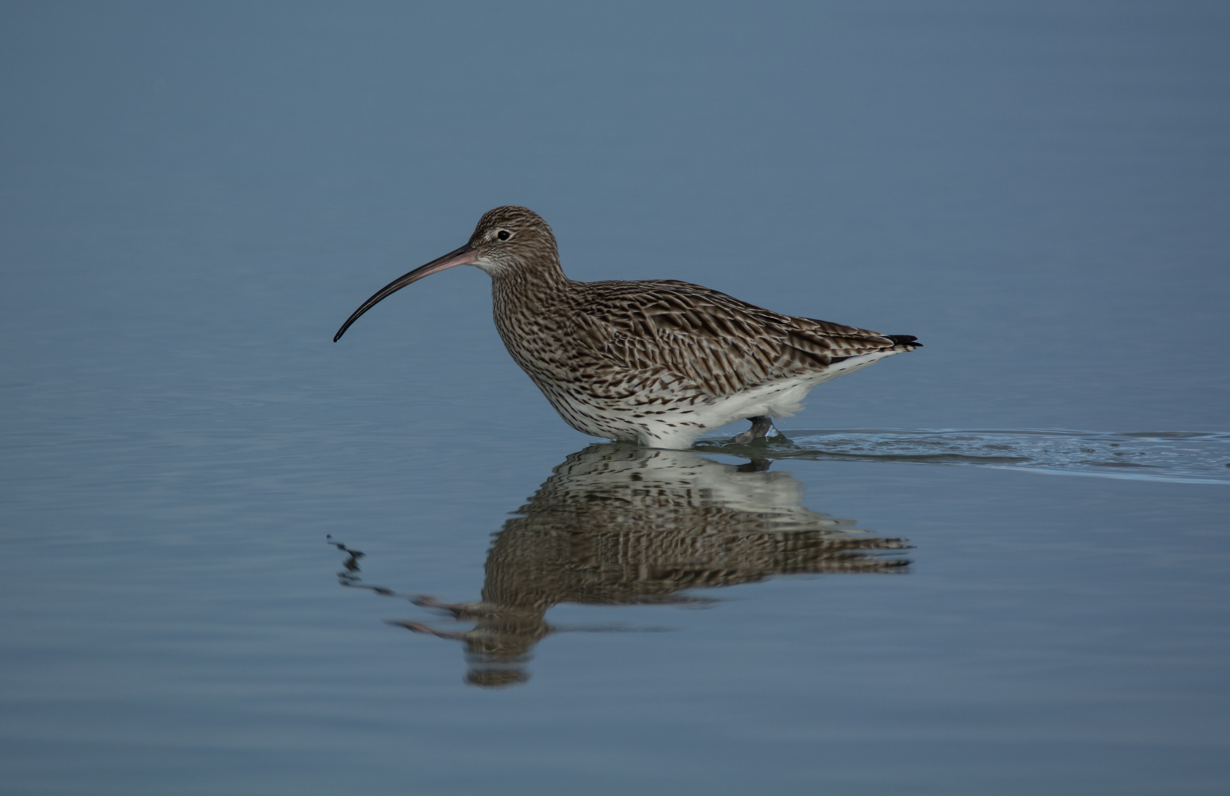 curlew