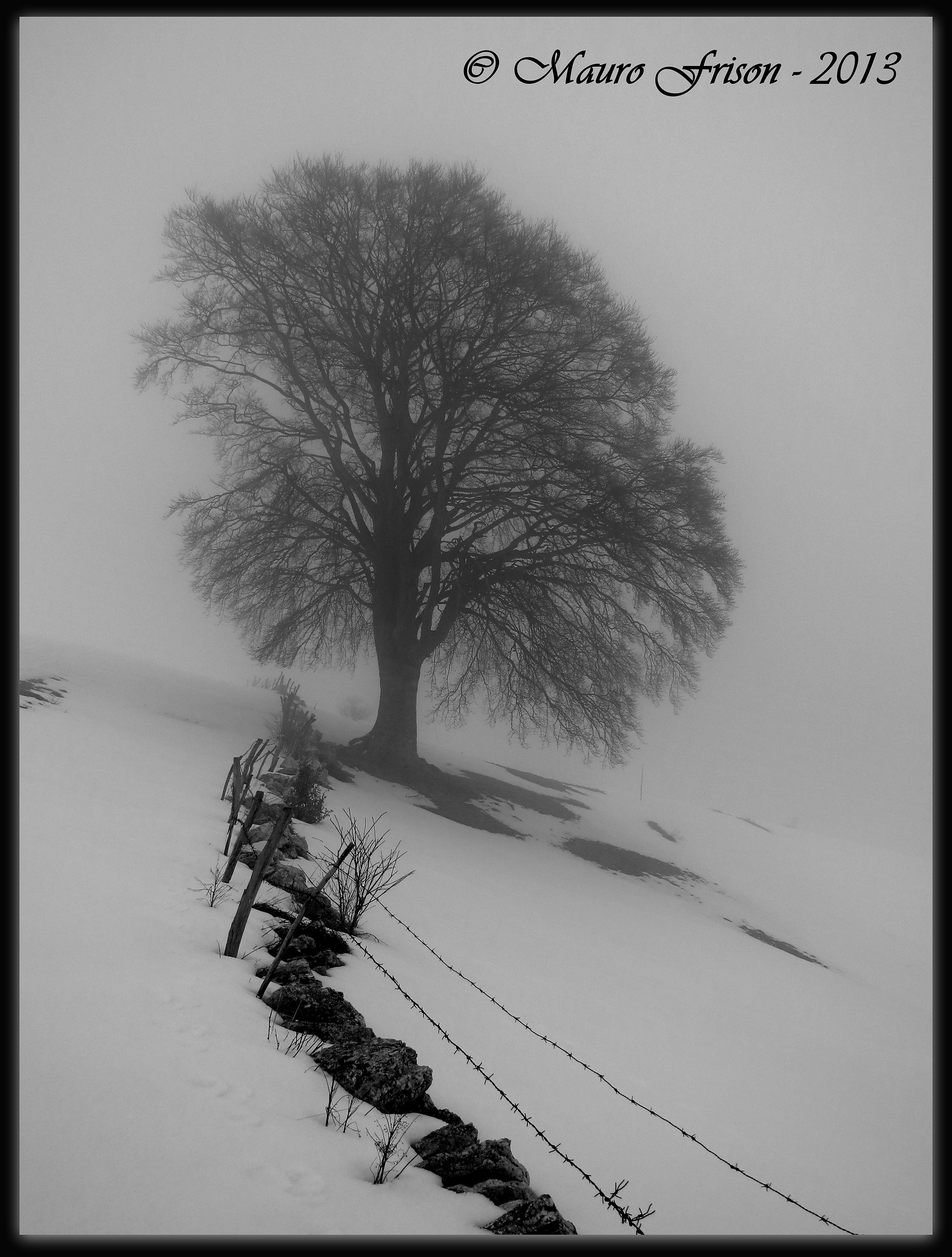 The big Beech Campofontana