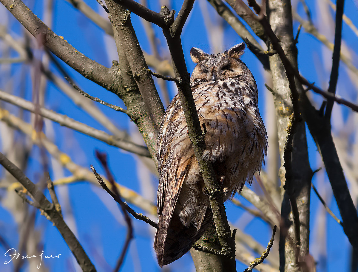 Eared owl - Selva Malvezzi (Bo)