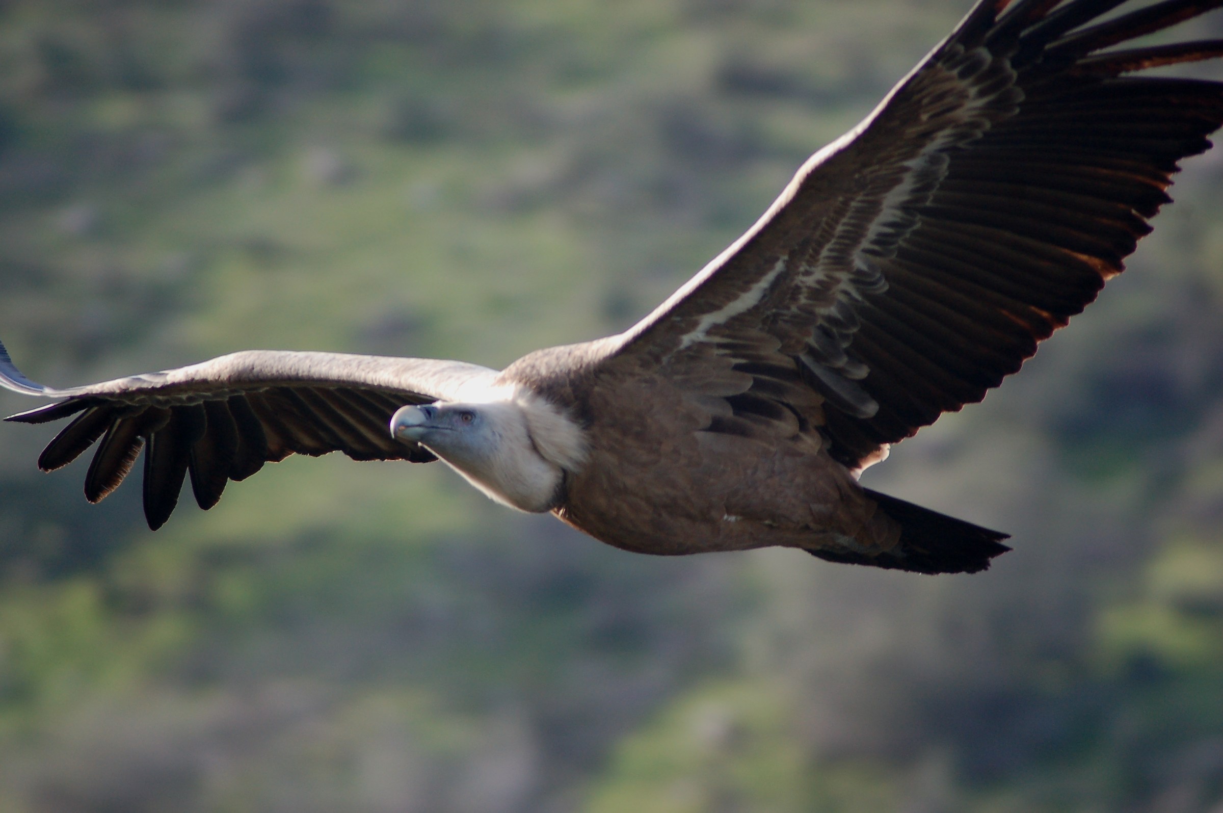 Grifone in Monfrague