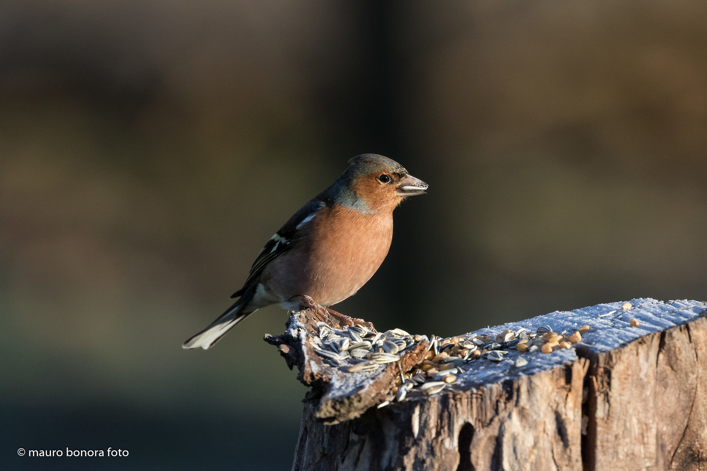 Chaffinch 2