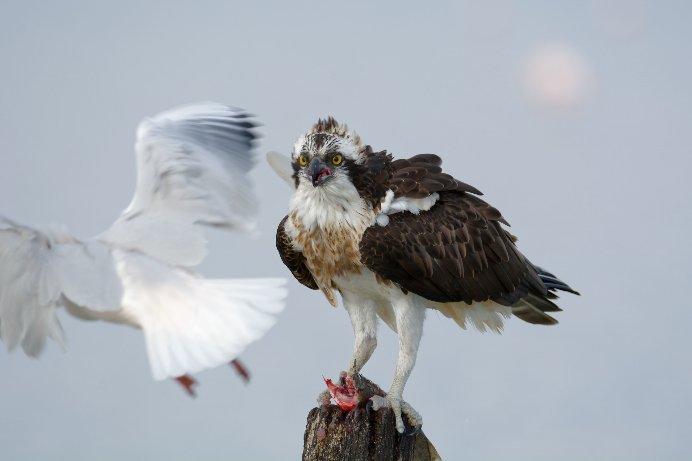 You again? We should not see each other anymore?