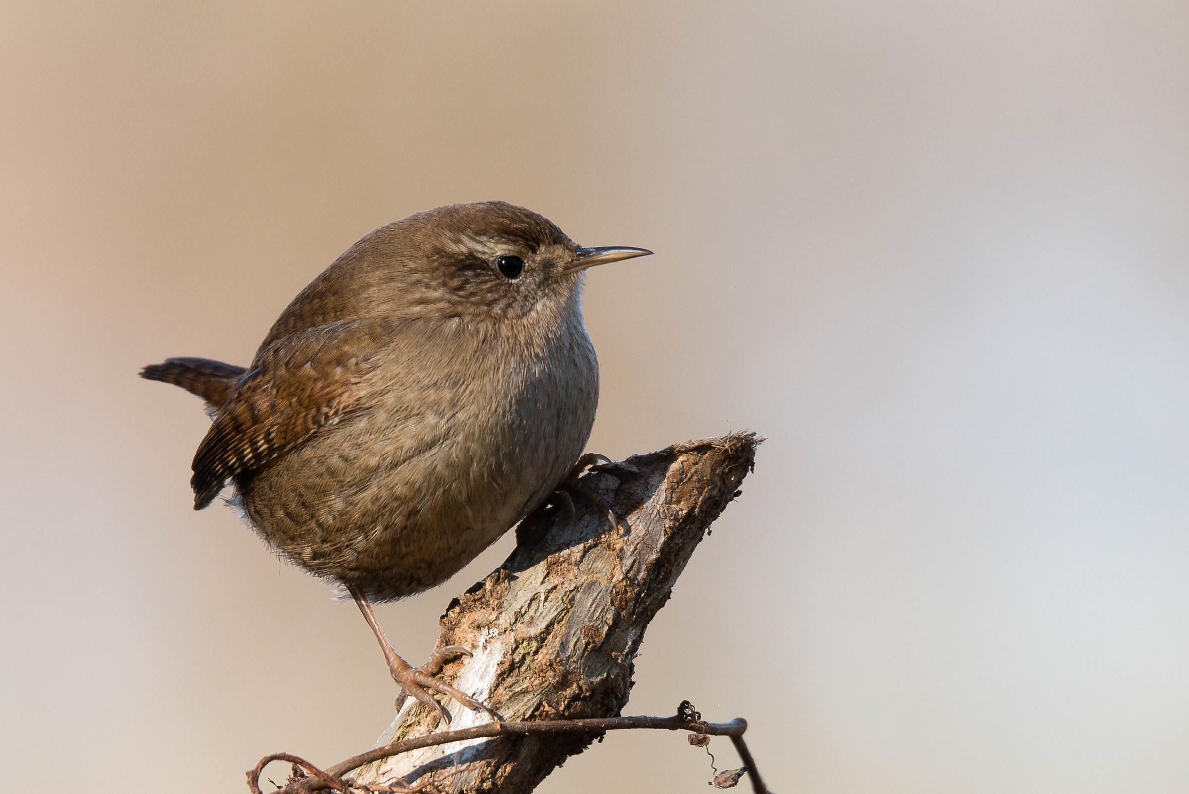 wren