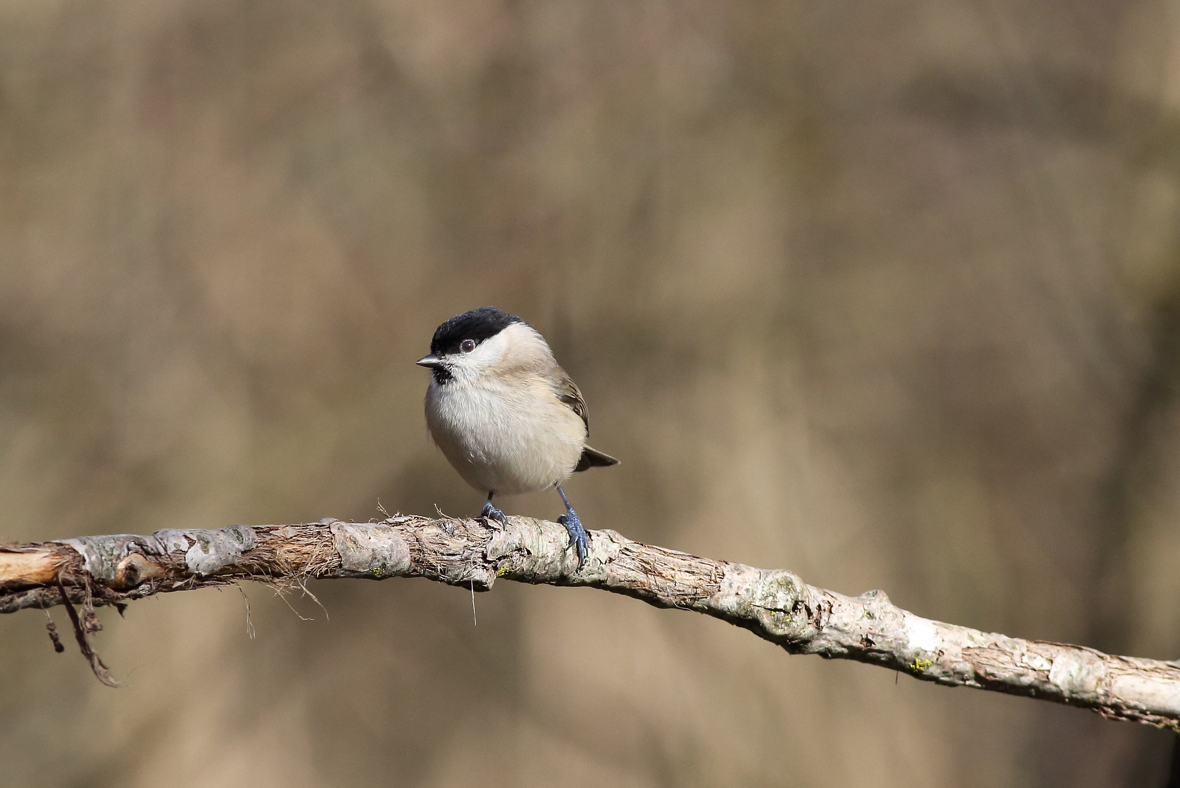 Chickadee