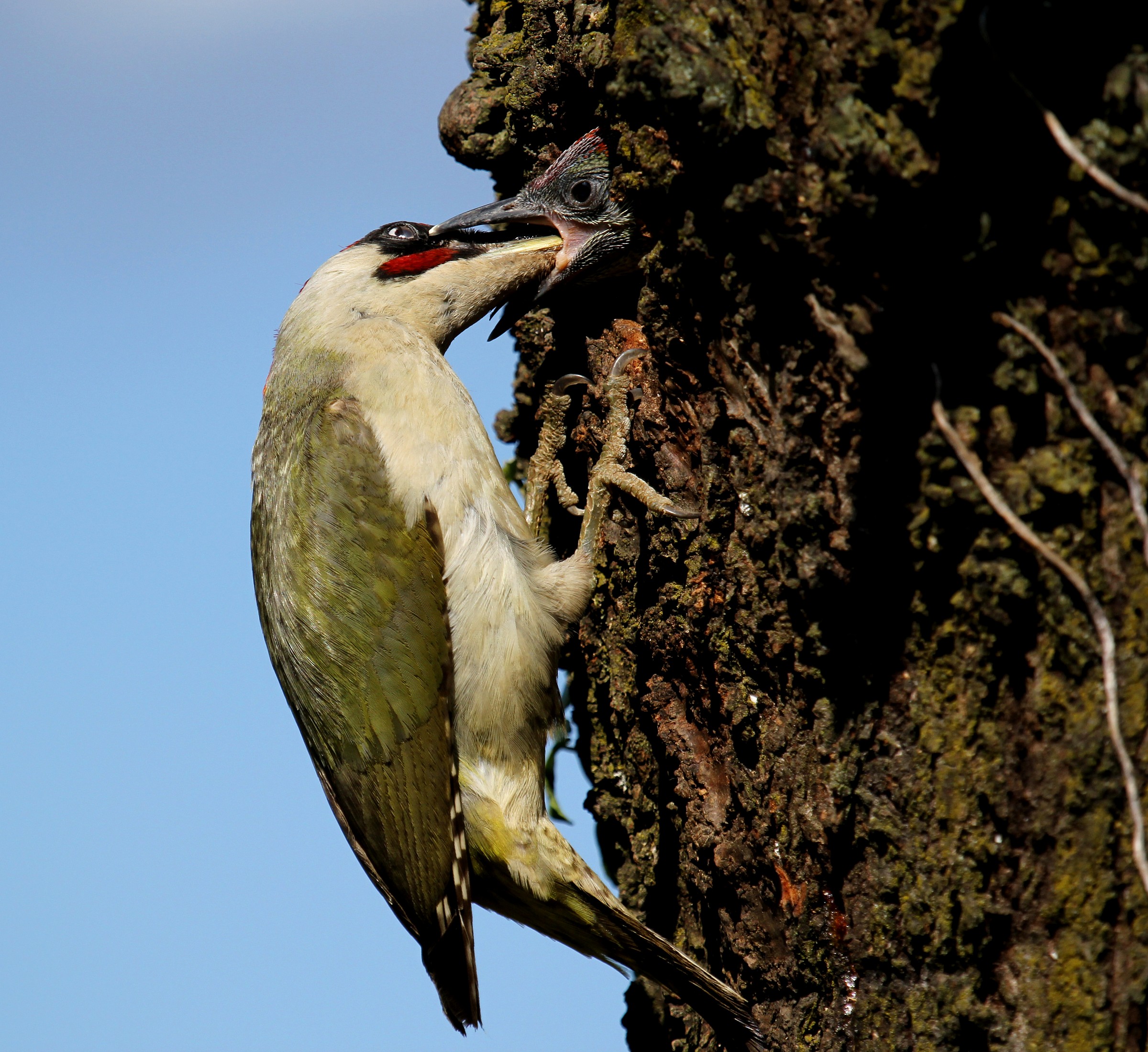green woodpecker