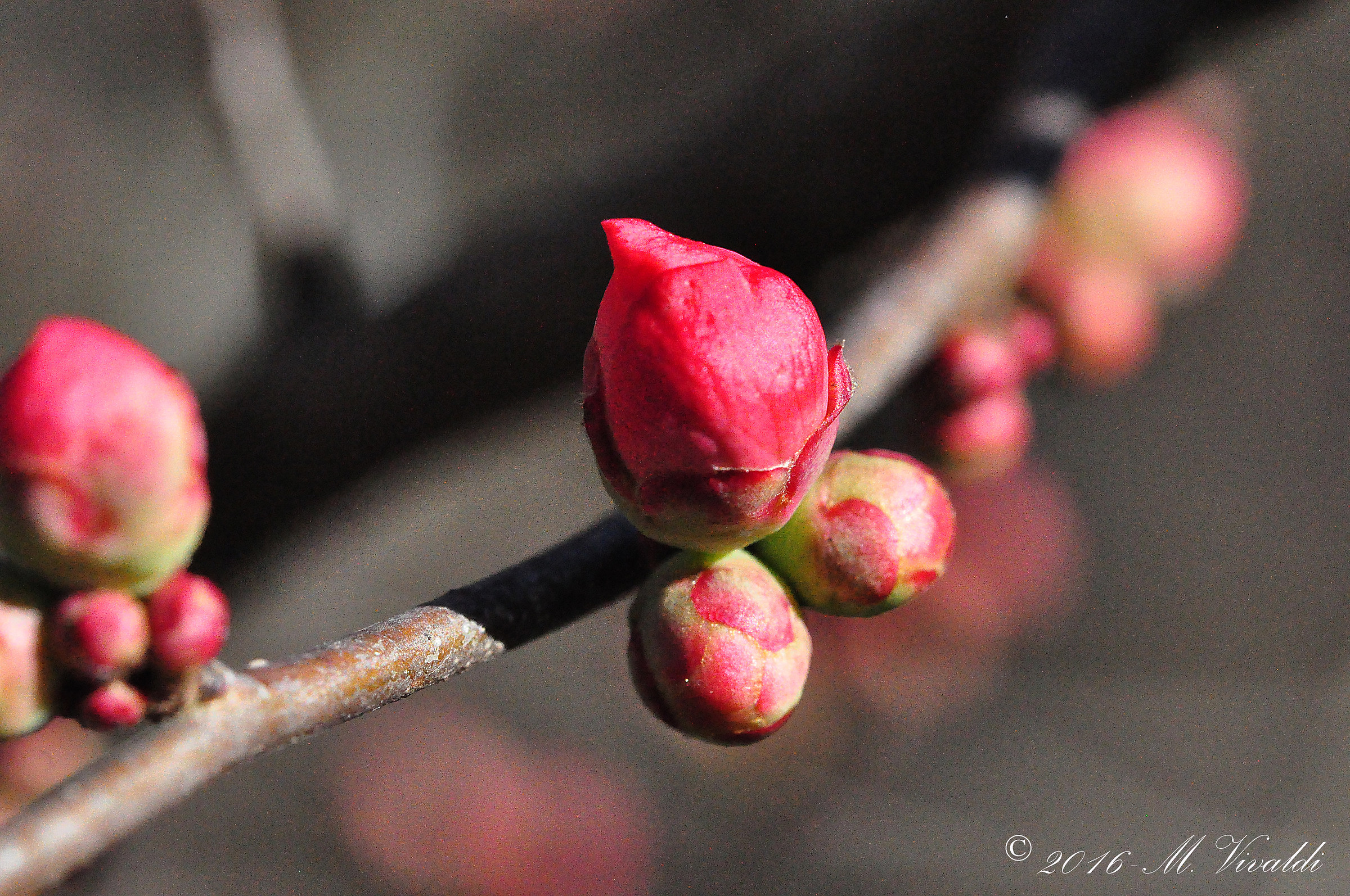 Chaenomeles speciosa
