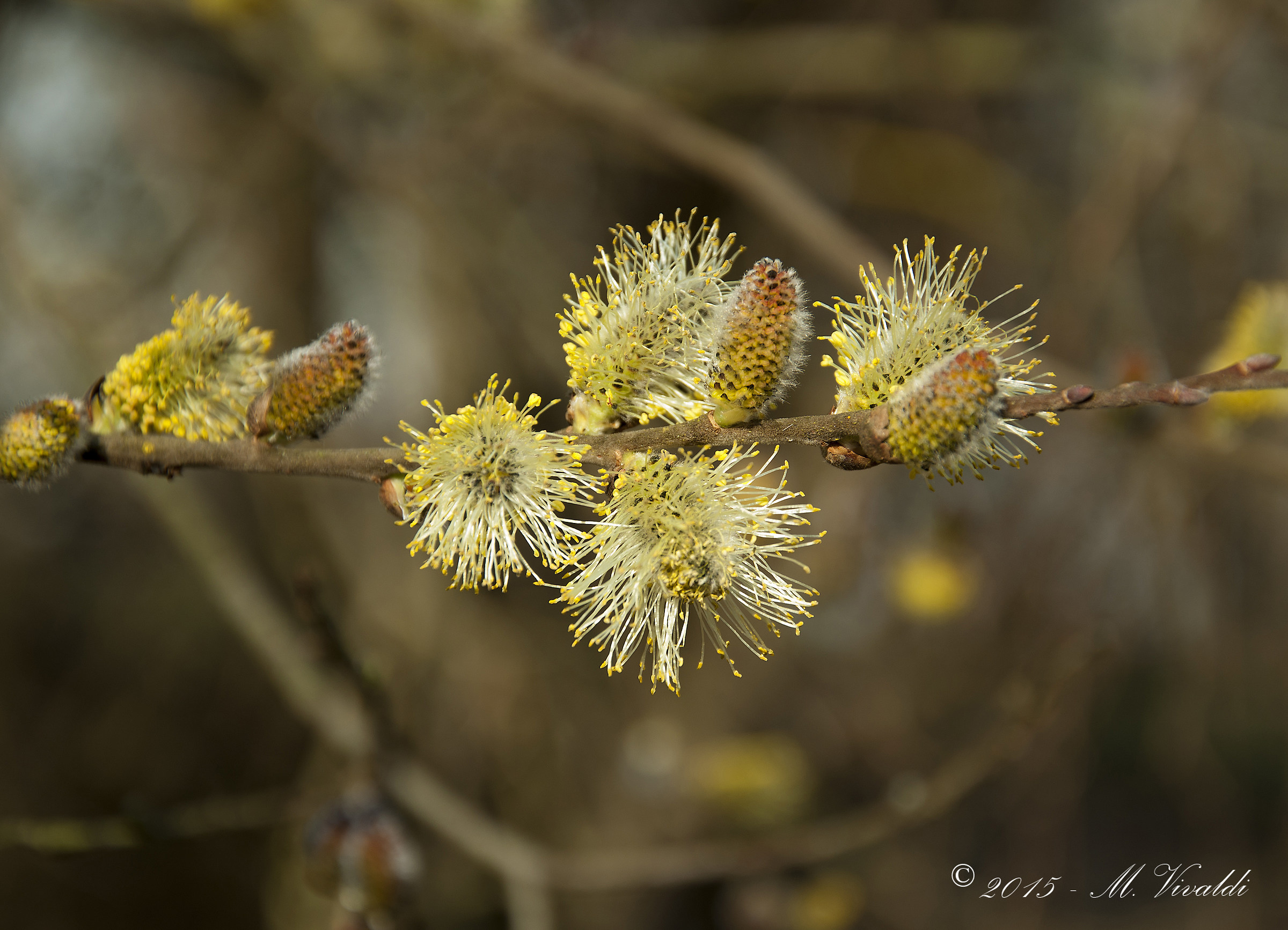 Salix caprea