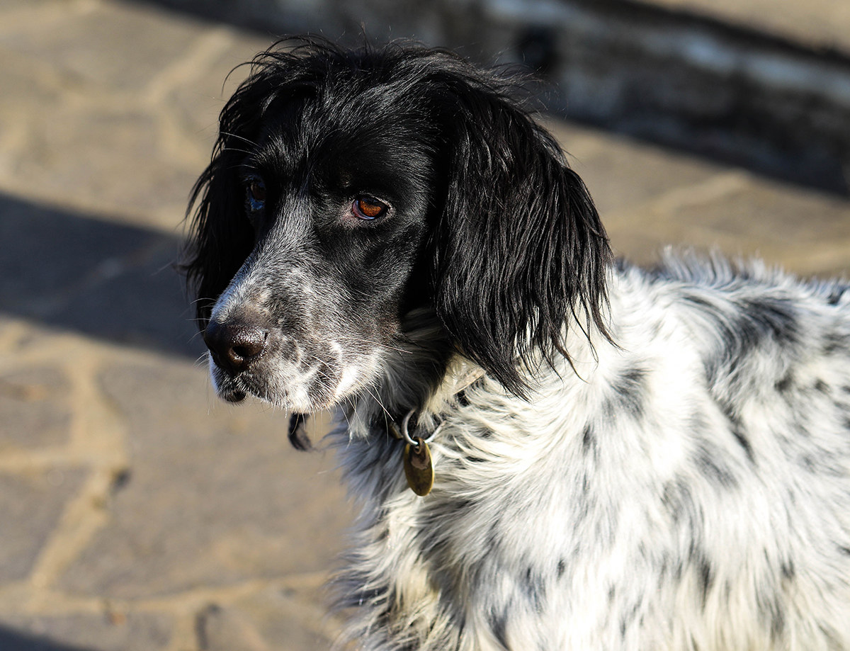 English Setter
