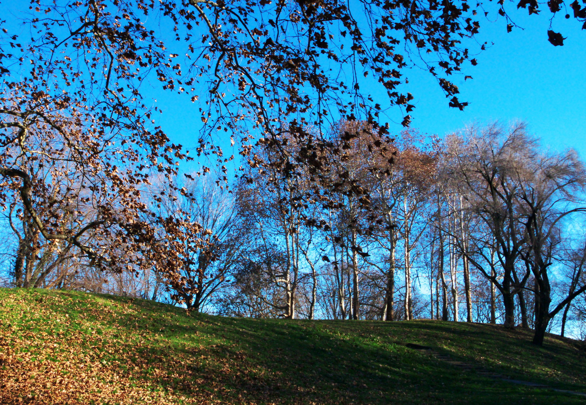 Fogliame a terra e non al Parco Lambro