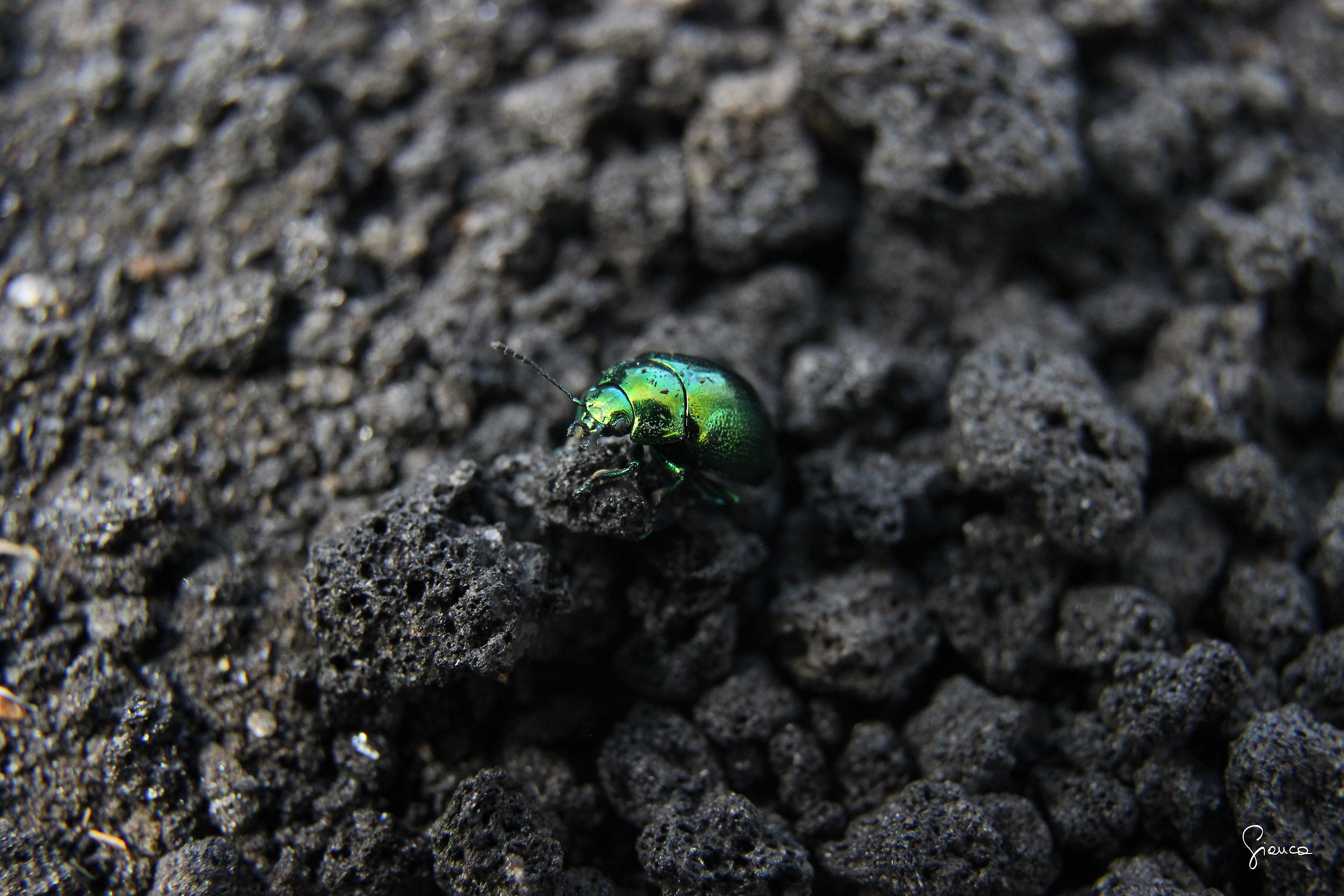 Unusual inhabitant Etna