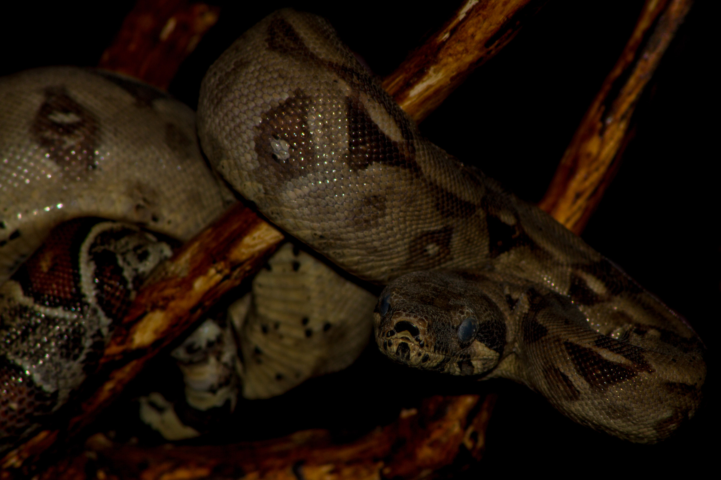 Boa constrictor