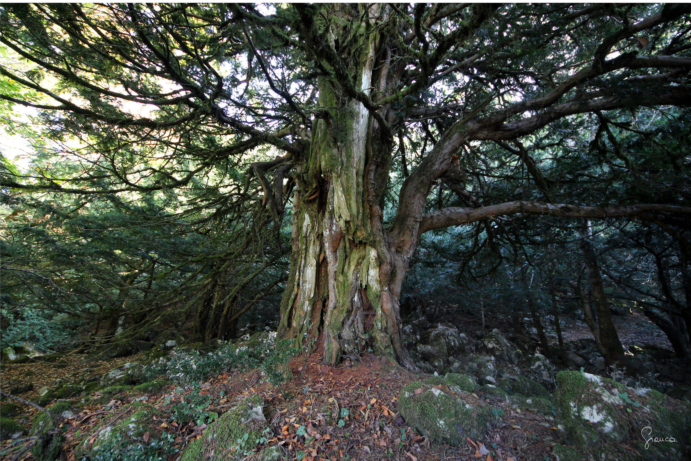 The forest of Tassita (Caronia, ME)