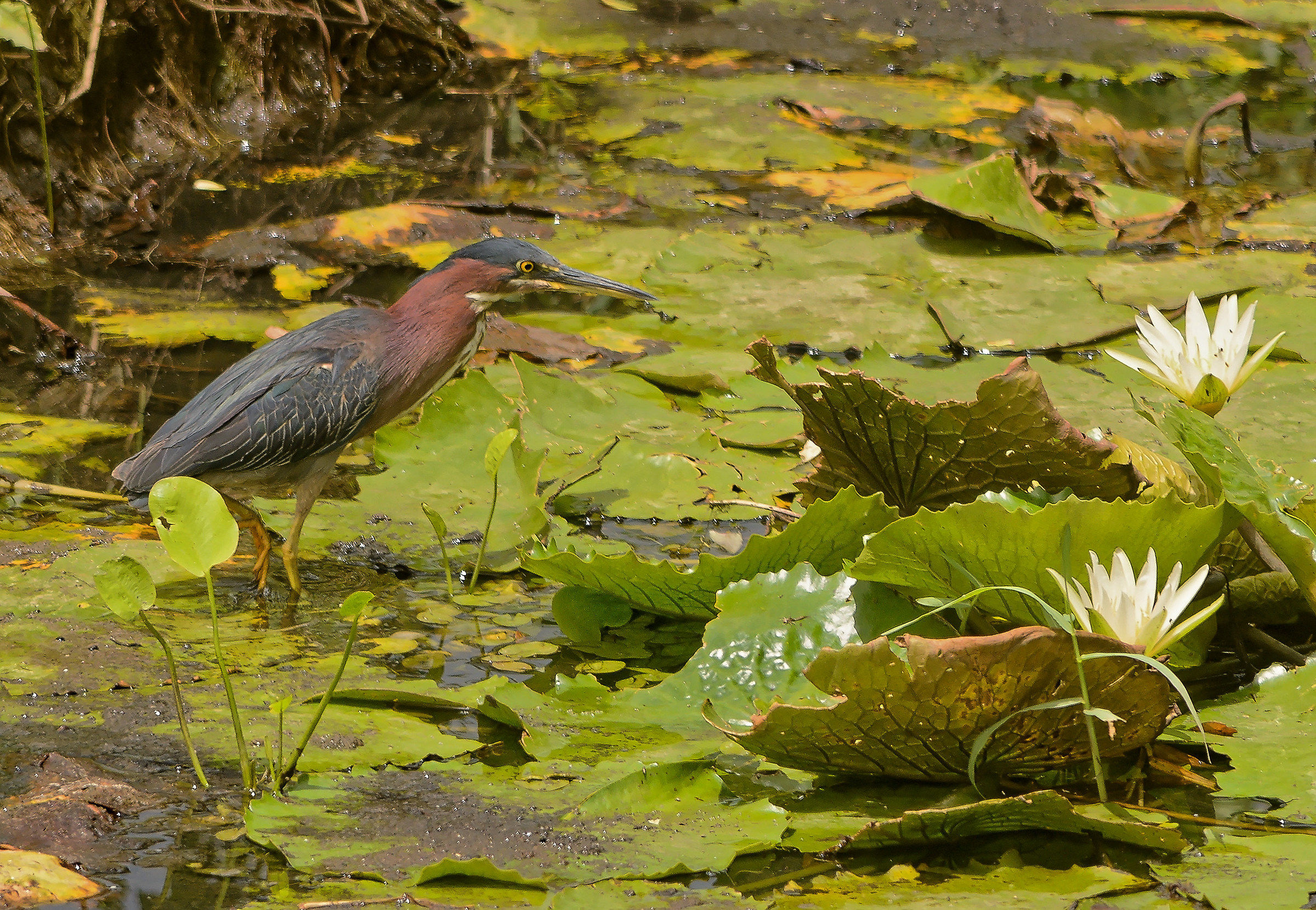 Virescens Green Heron / Butorides