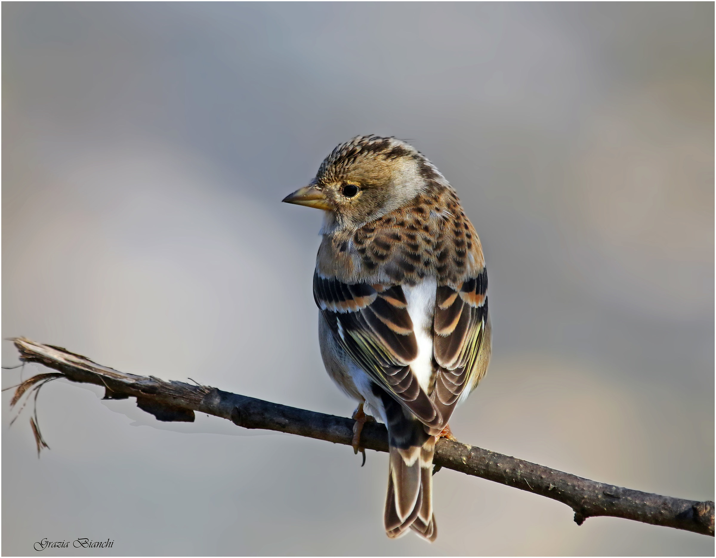 Femmina di peppola - Tenerezza