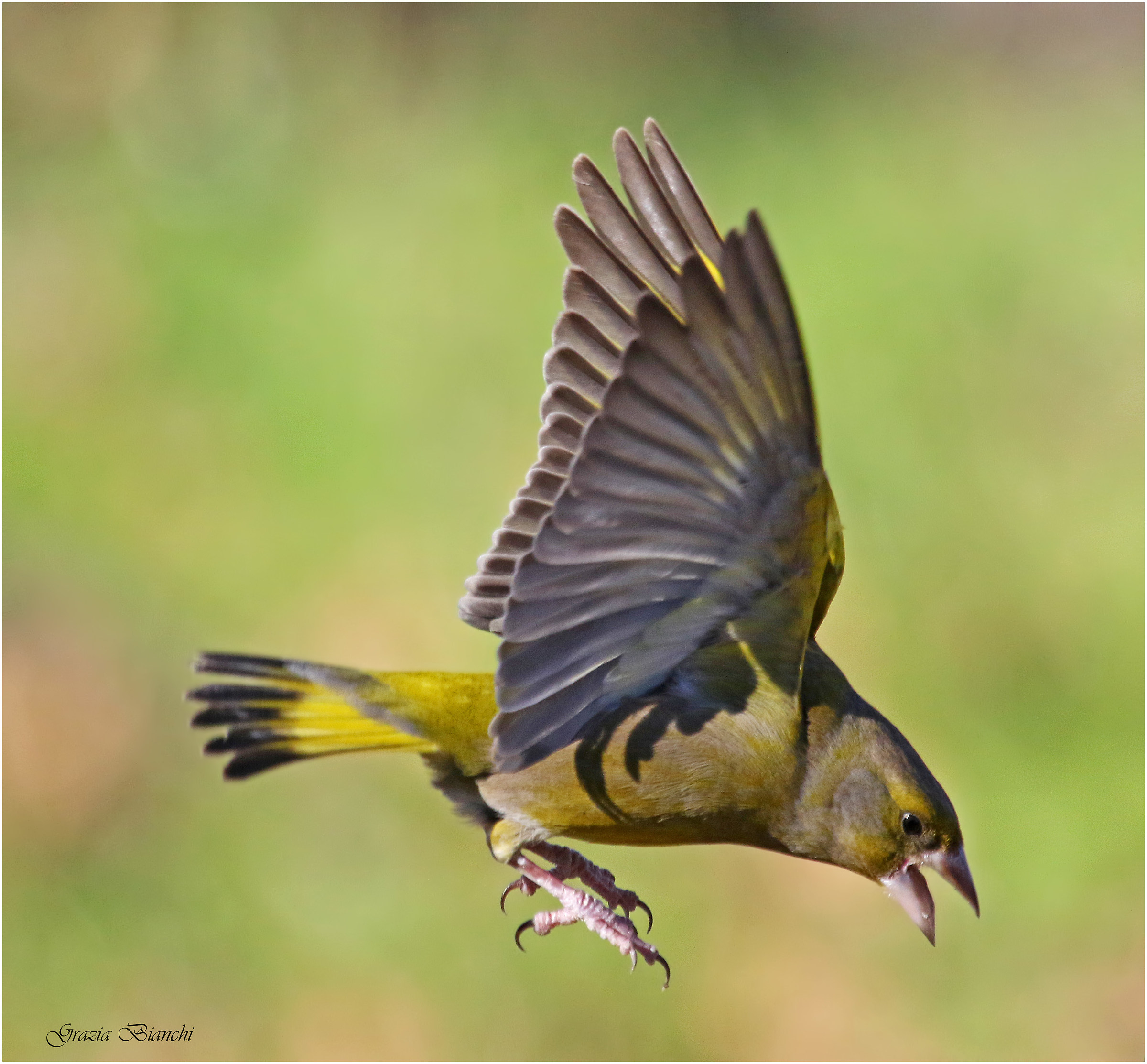 Verdone molto litigioso