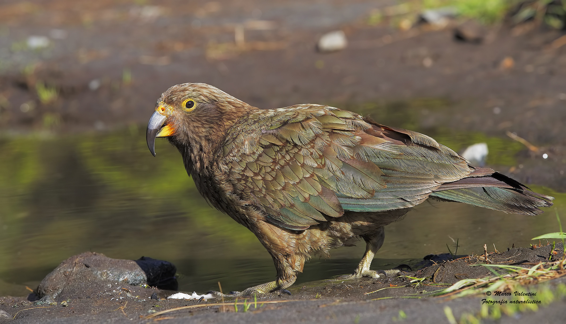 Kea