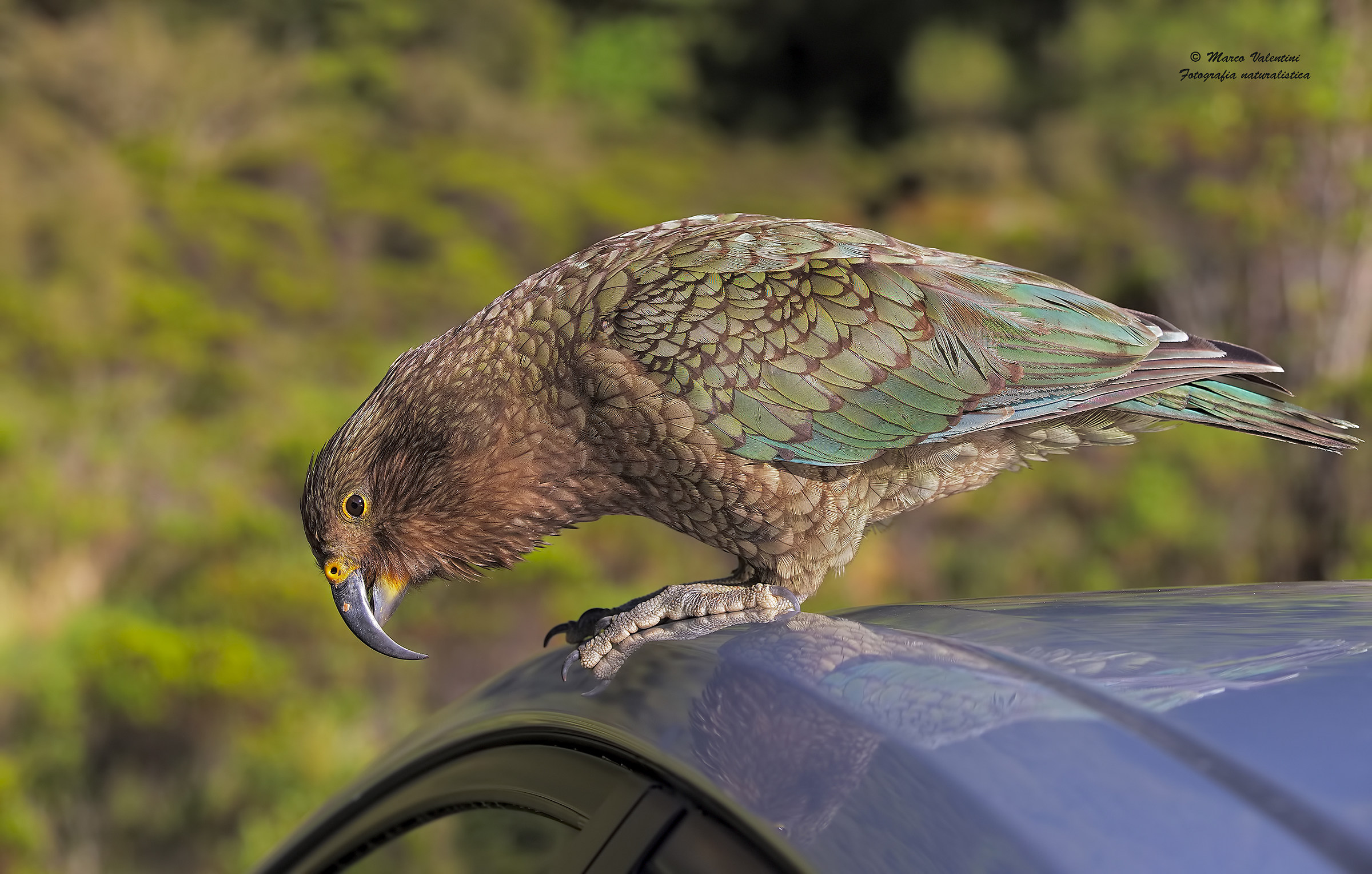 Kea