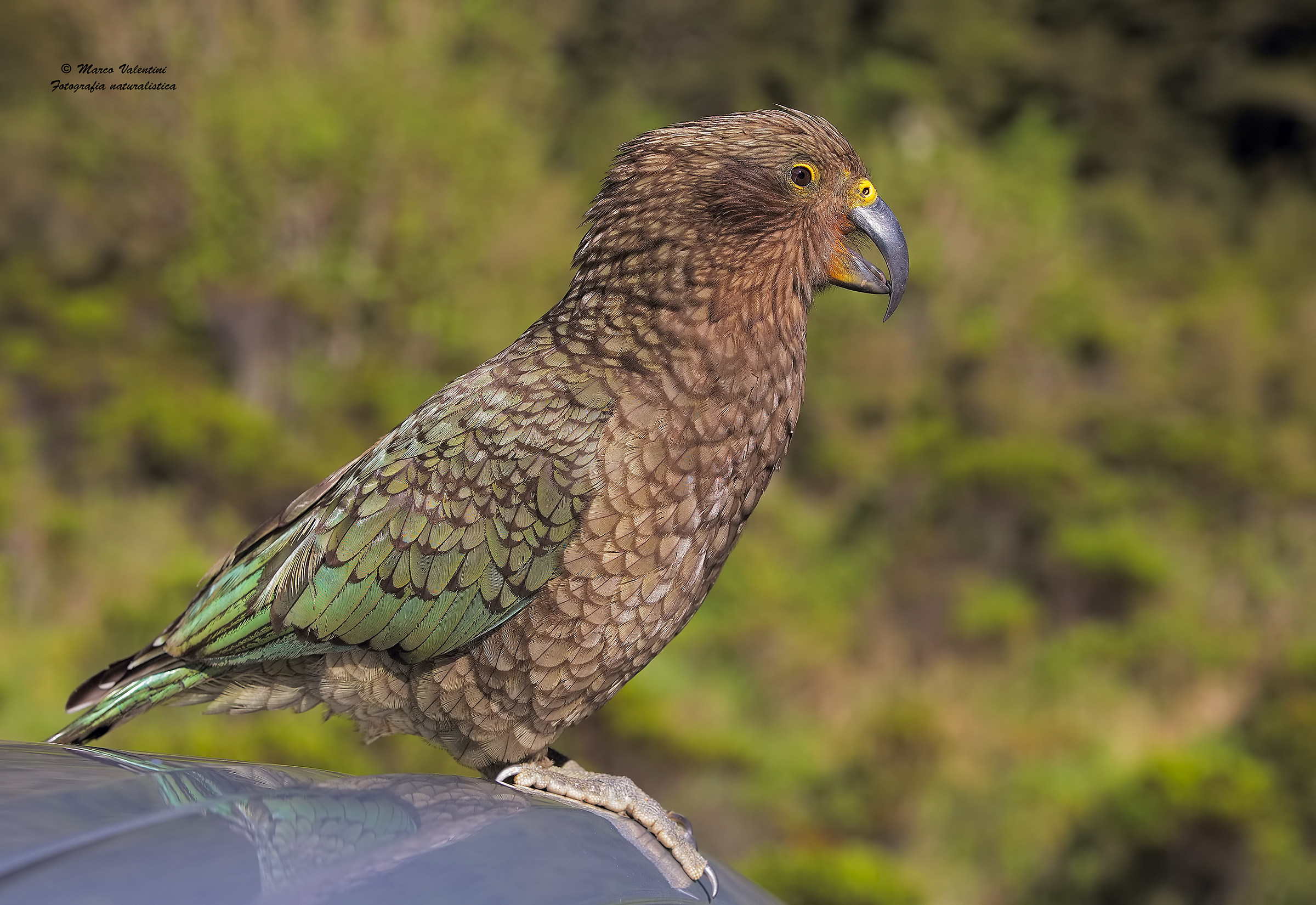 Kea -4